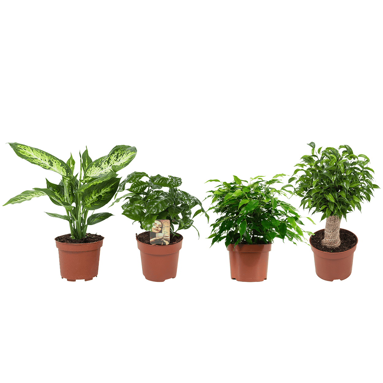 "Ficus, Koffieplant, Dieffenbachia compacta, Ficus - 4 stuks ↑ 25 cm ⌀ 12 cm - Afbeelding 10