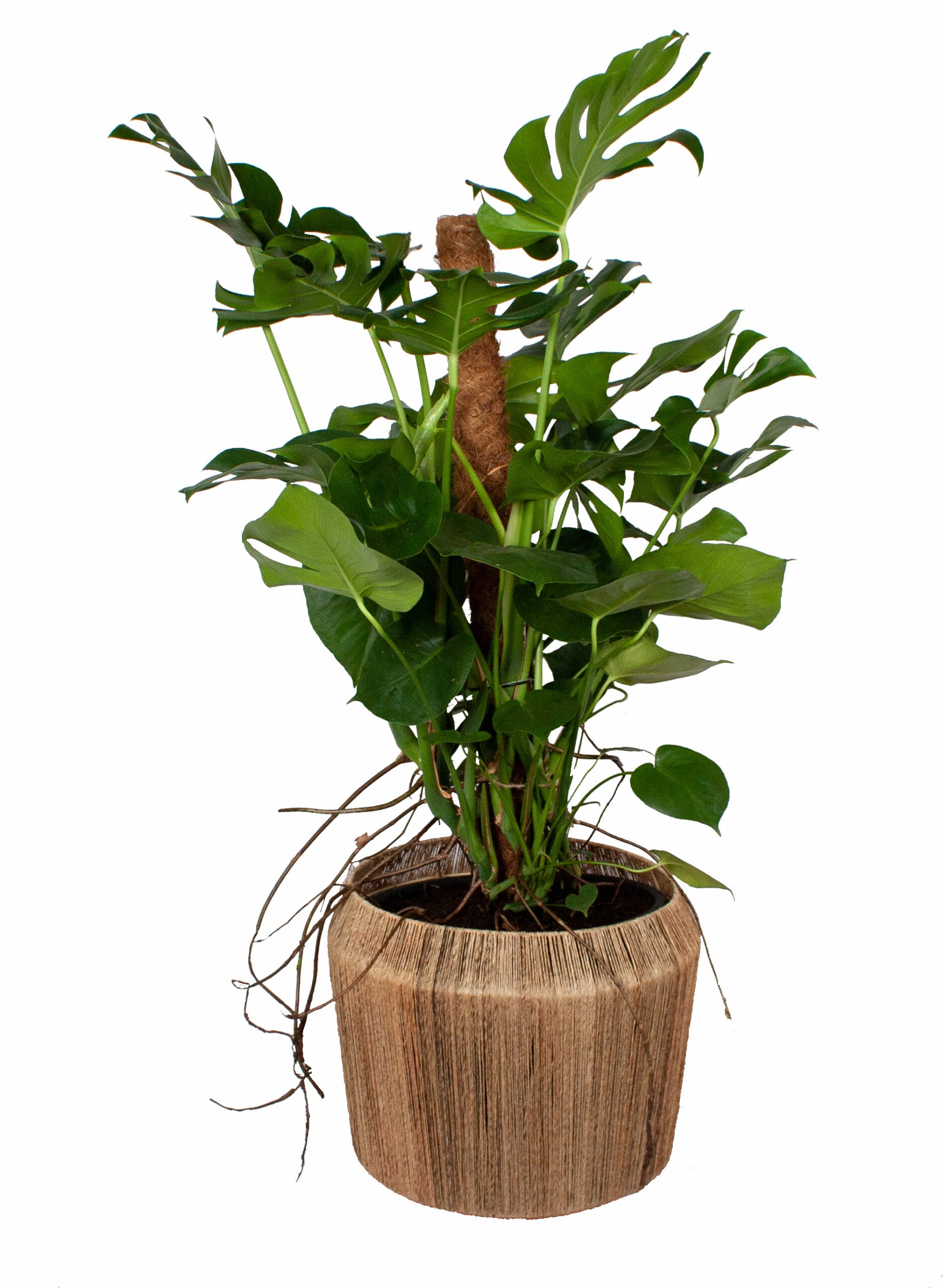 Monstera op mosstok in Dangan sierpot ↑ 130 cm ⌀ 45 cm