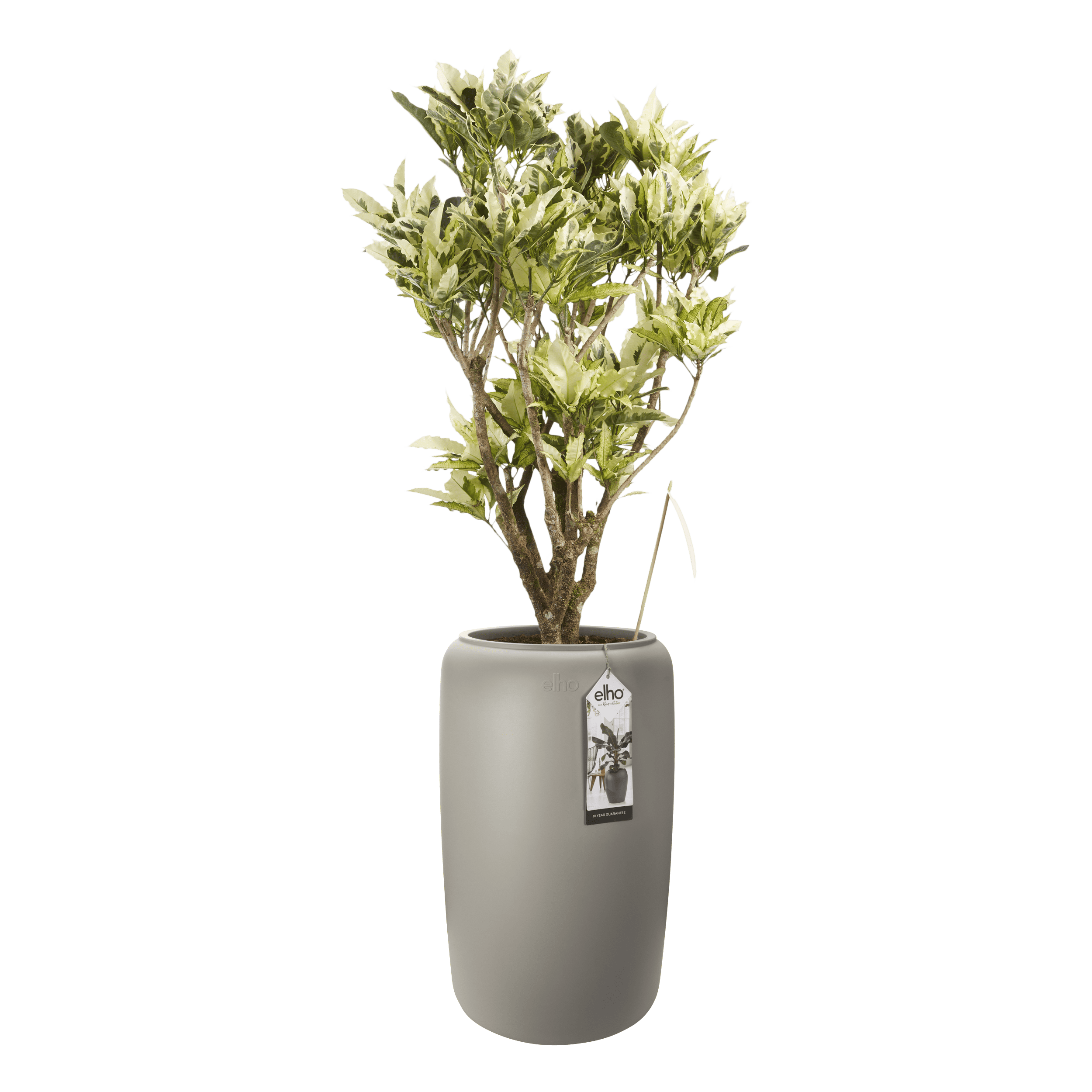 Croton Tamara Elho pure beads large balanced beige ↑ 150 cm ⌀ 27 cm