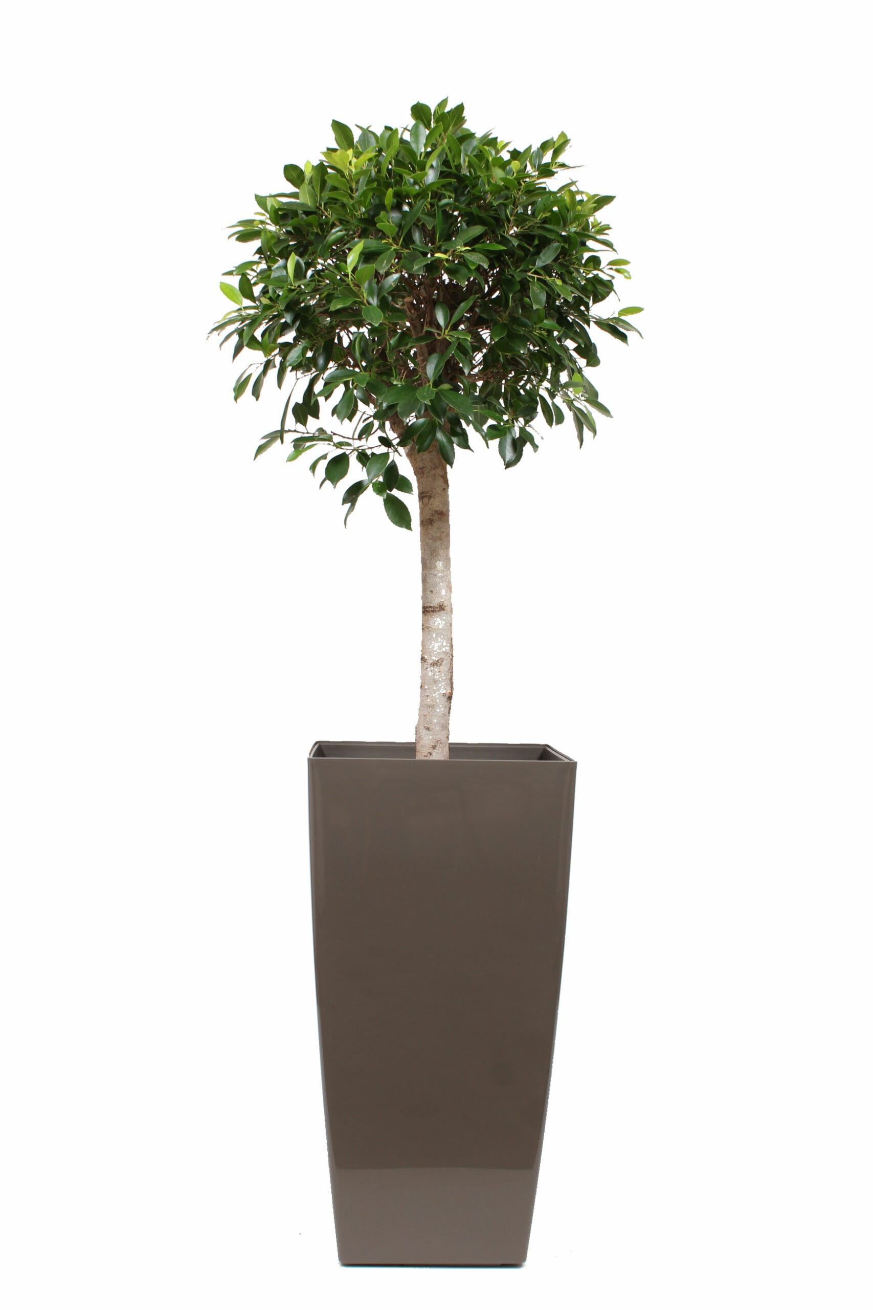 Ficus Nitida in Piza pot semi-hydroculture Taupe ↑ 180 cm ⌀ 40 cm