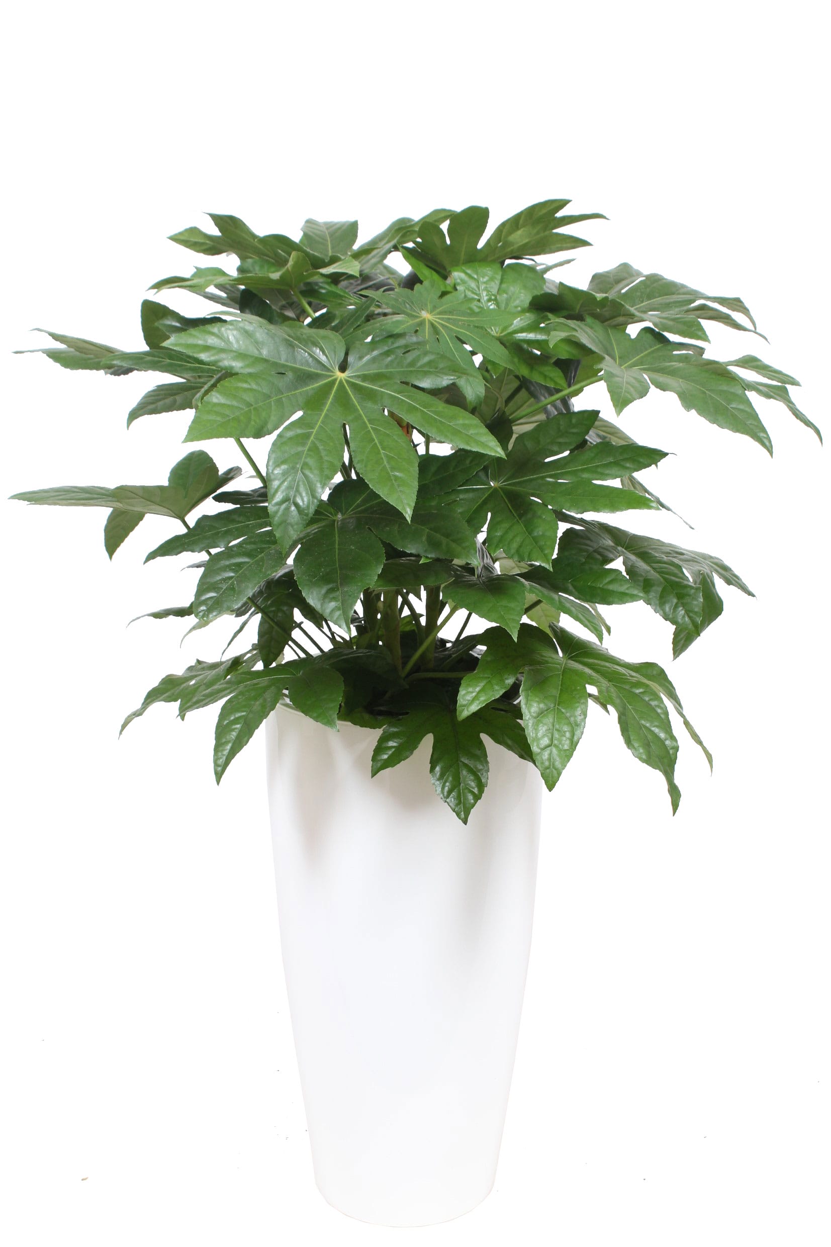 Fatsia japonica in Santorini pot semi-hydroculture White ↑ 140 cm ⌀ 33 cm