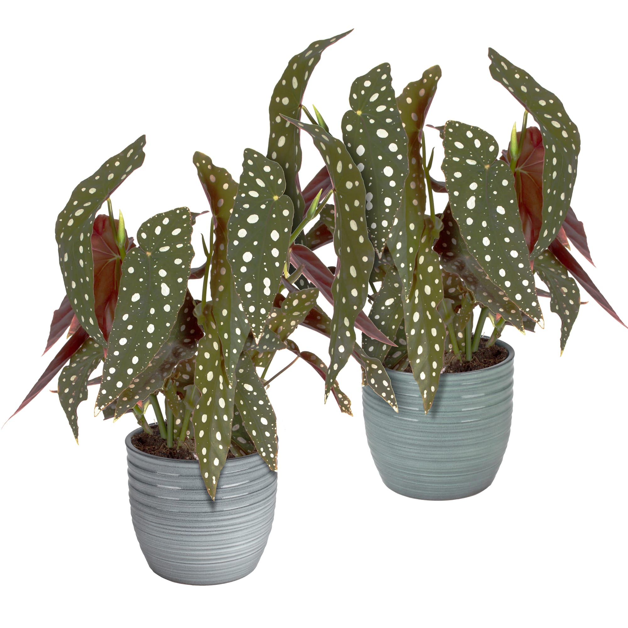 Duo Begonia Maculata - 2 stuks ↑ 40 cm ⌀ 12 cm
