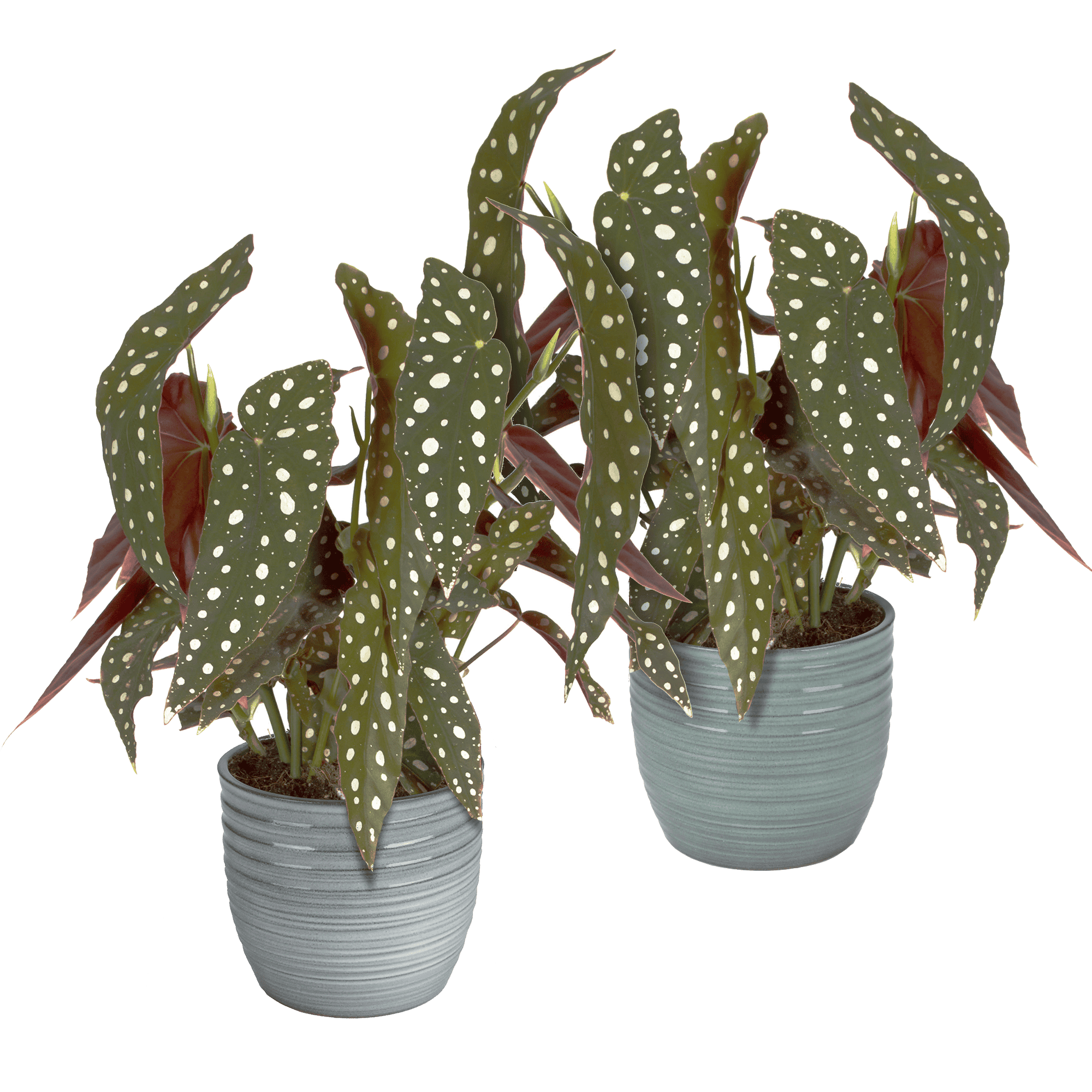 Duo Begonia Maculata - 2 stuks ↑ 40 cm ⌀ 12 cm - Afbeelding 3