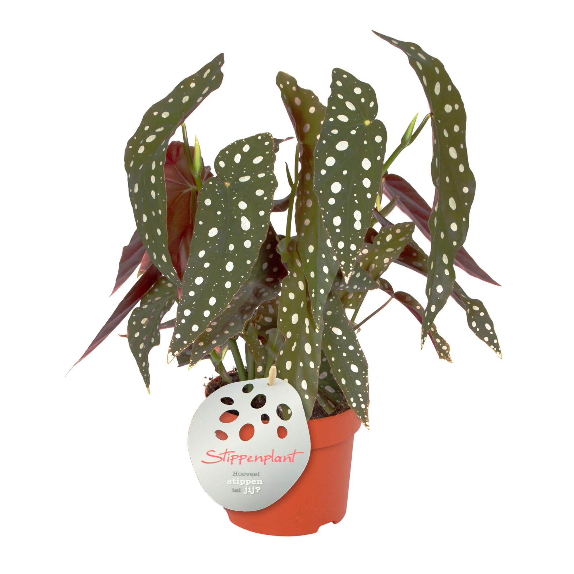 Duo Begonia Maculata - 2 stuks ↑ 40 cm ⌀ 12 cm - Afbeelding 4