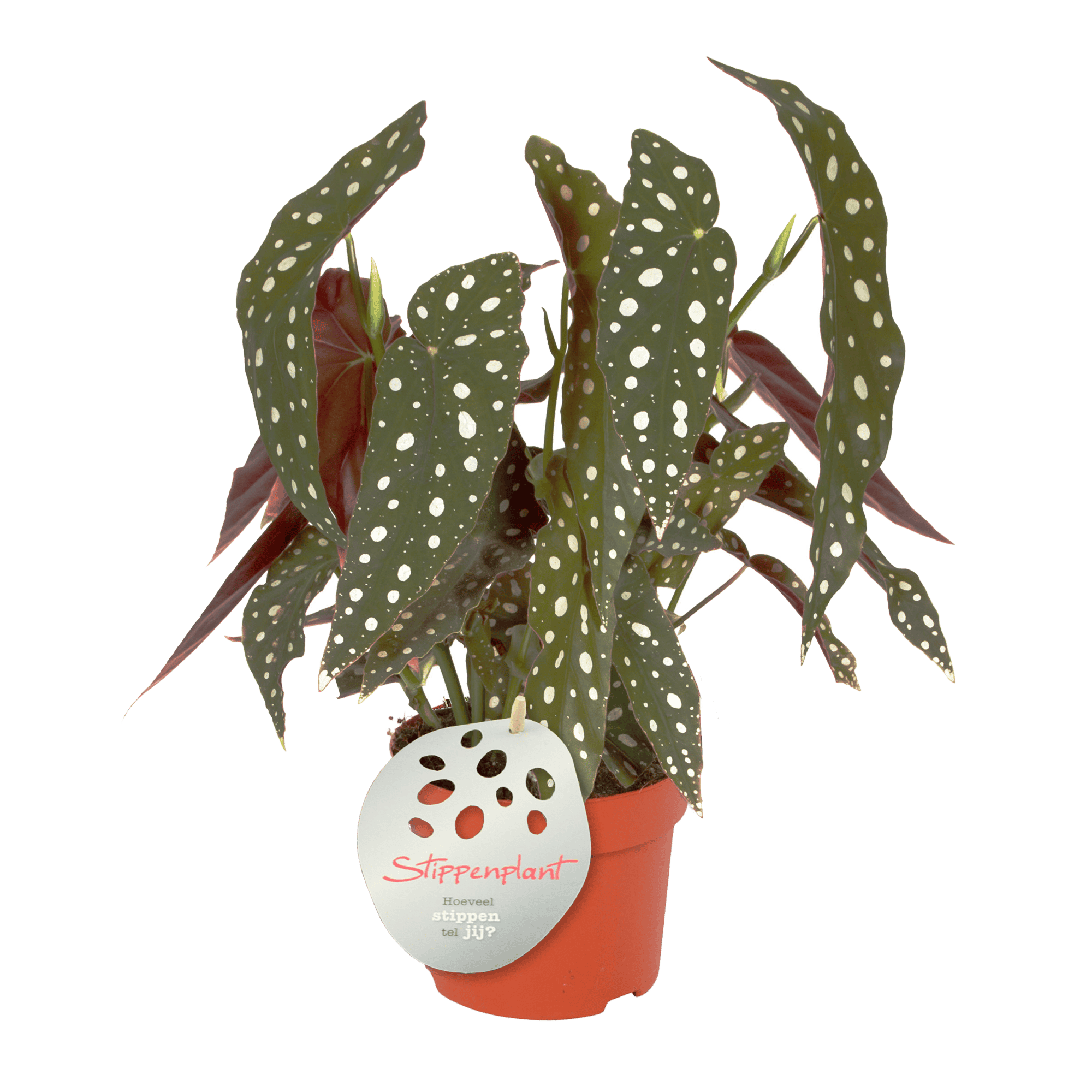 Duo Begonia Maculata - 2 stuks ↑ 40 cm ⌀ 12 cm - Afbeelding 5