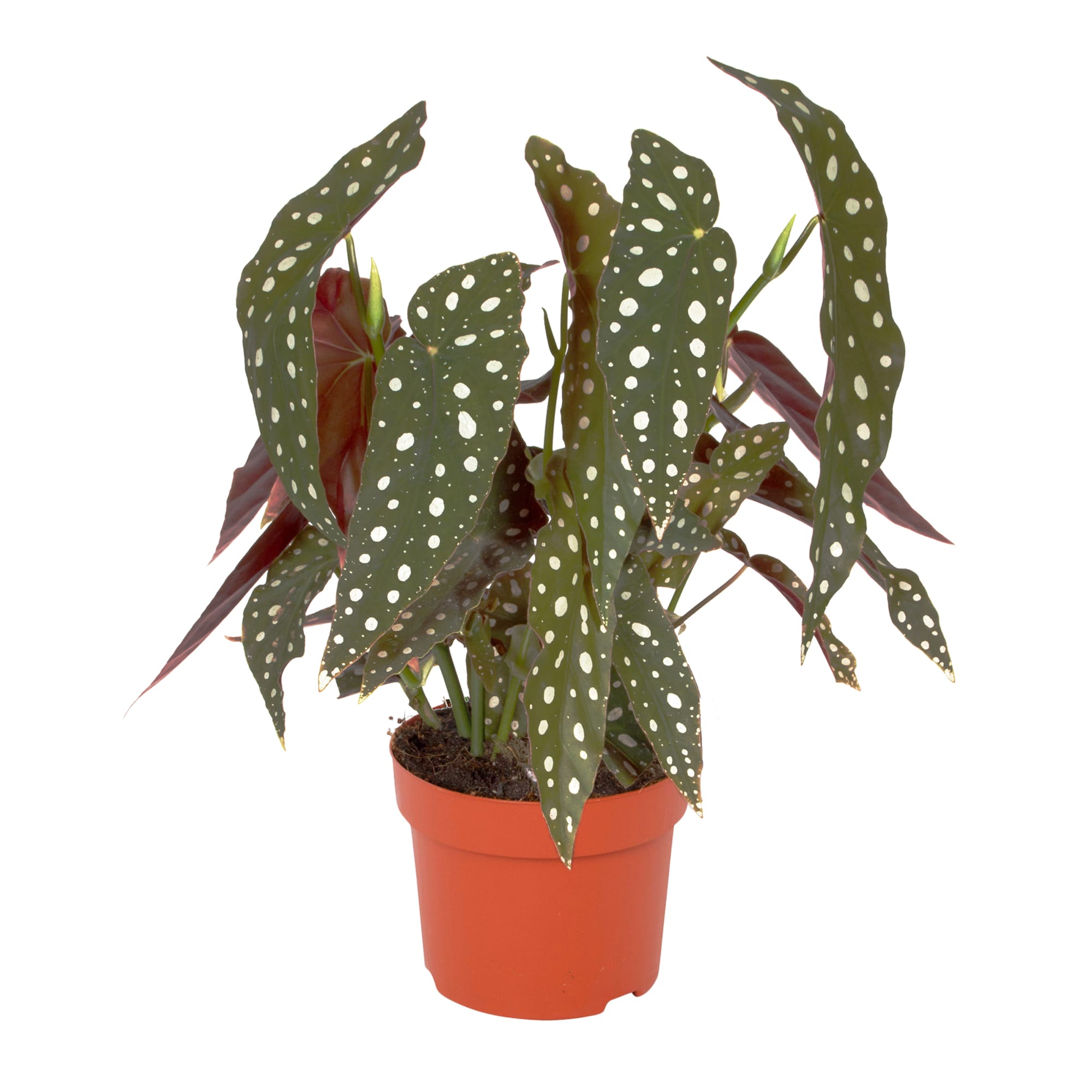 Duo Begonia Maculata - 2 stuks ↑ 40 cm ⌀ 12 cm - Afbeelding 6