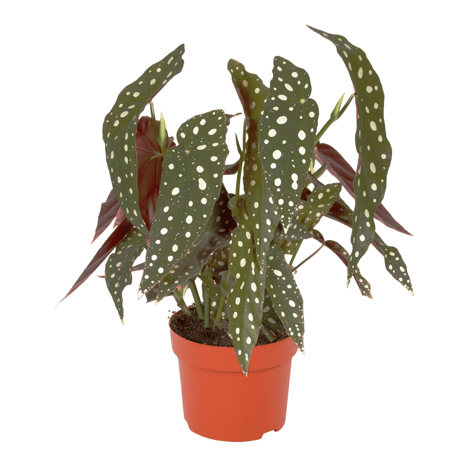 Duo Begonia Maculata - 2 stuks ↑ 40 cm ⌀ 12 cm - Afbeelding 7