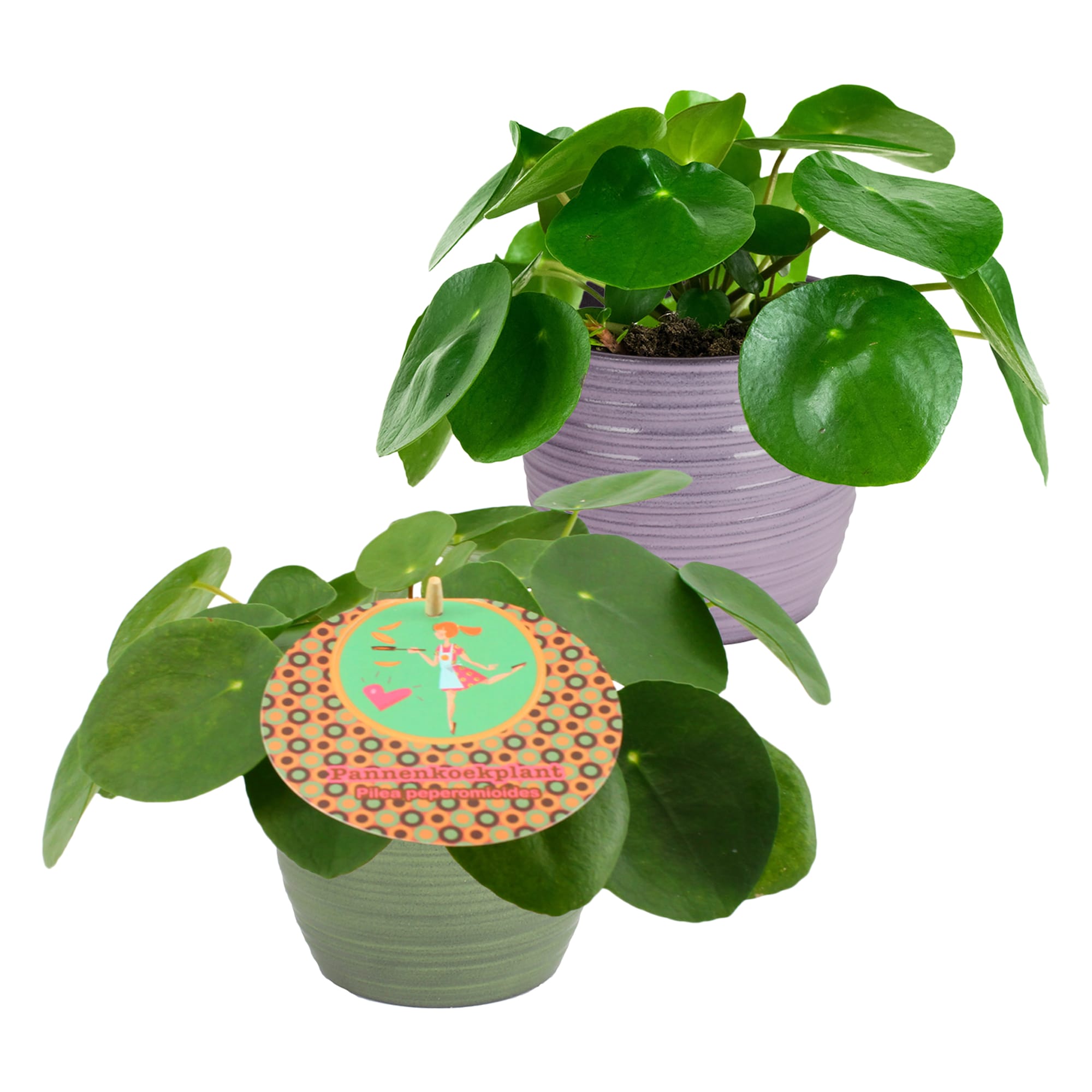 Duo Pilea Peperomioides - 2 stuks ↑ 20 cm ⌀ 12 cm