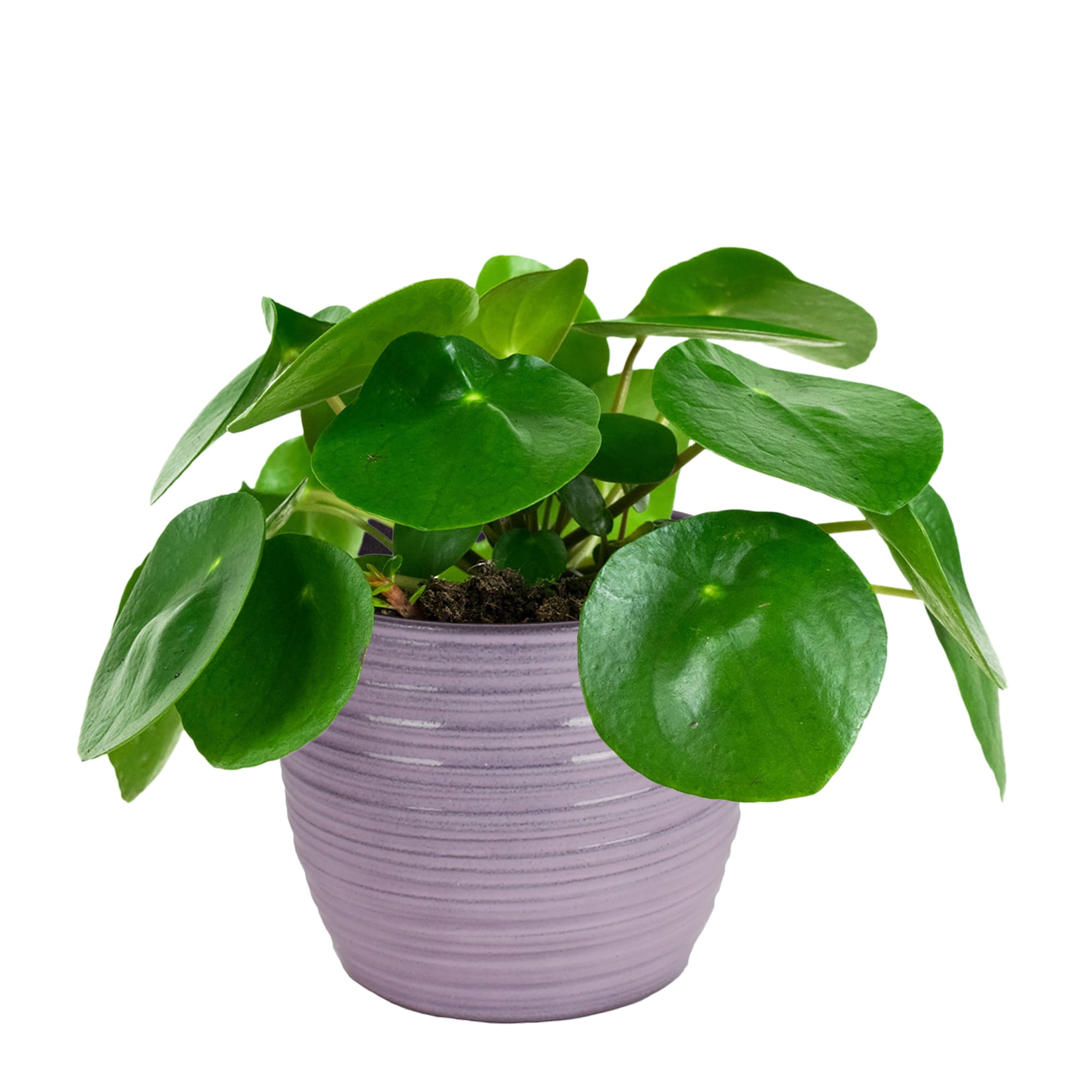 Duo Pilea Peperomioides - 2 stuks ↑ 20 cm ⌀ 12 cm - Afbeelding 3