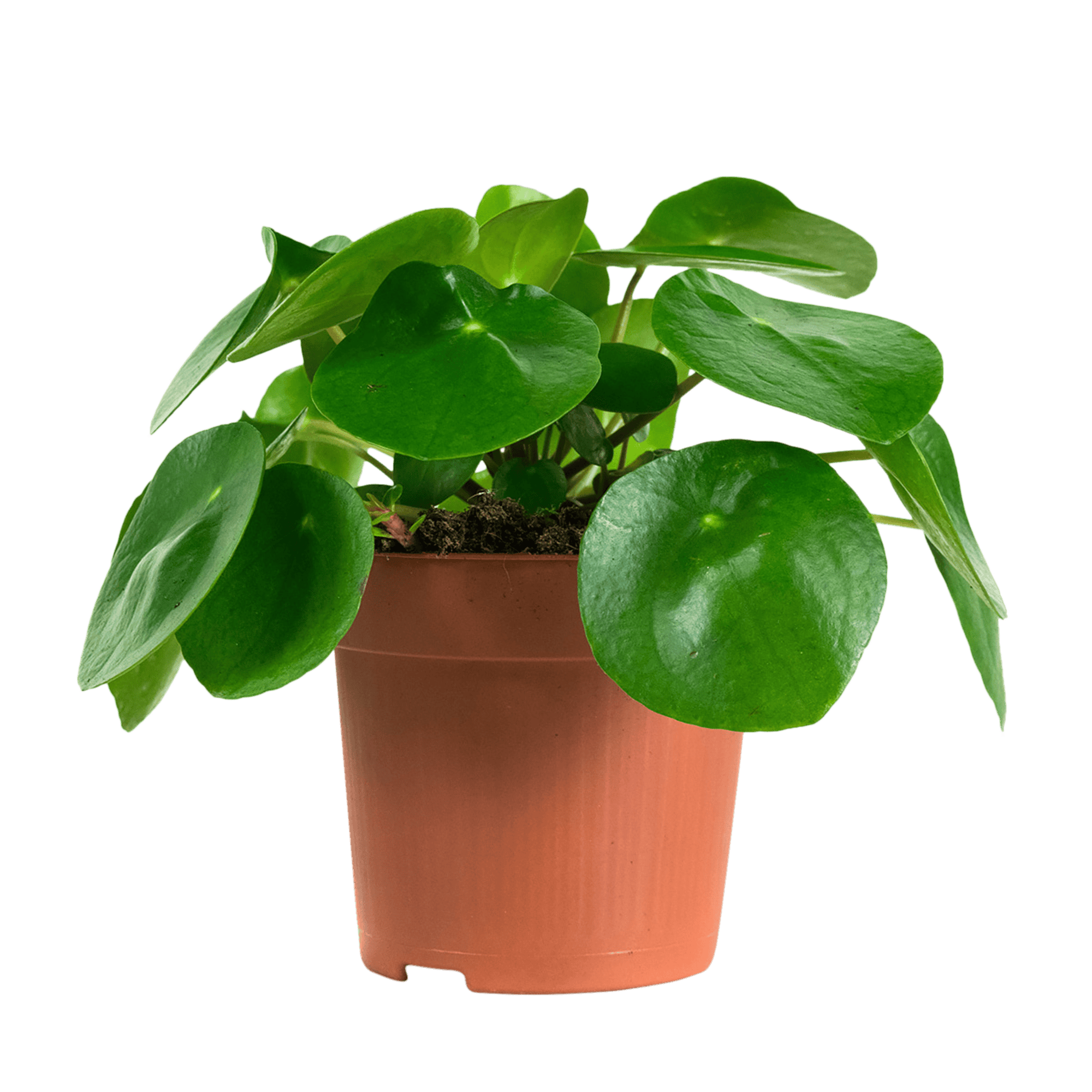Duo Pilea Peperomioides - 2 stuks ↑ 20 cm ⌀ 12 cm - Afbeelding 4