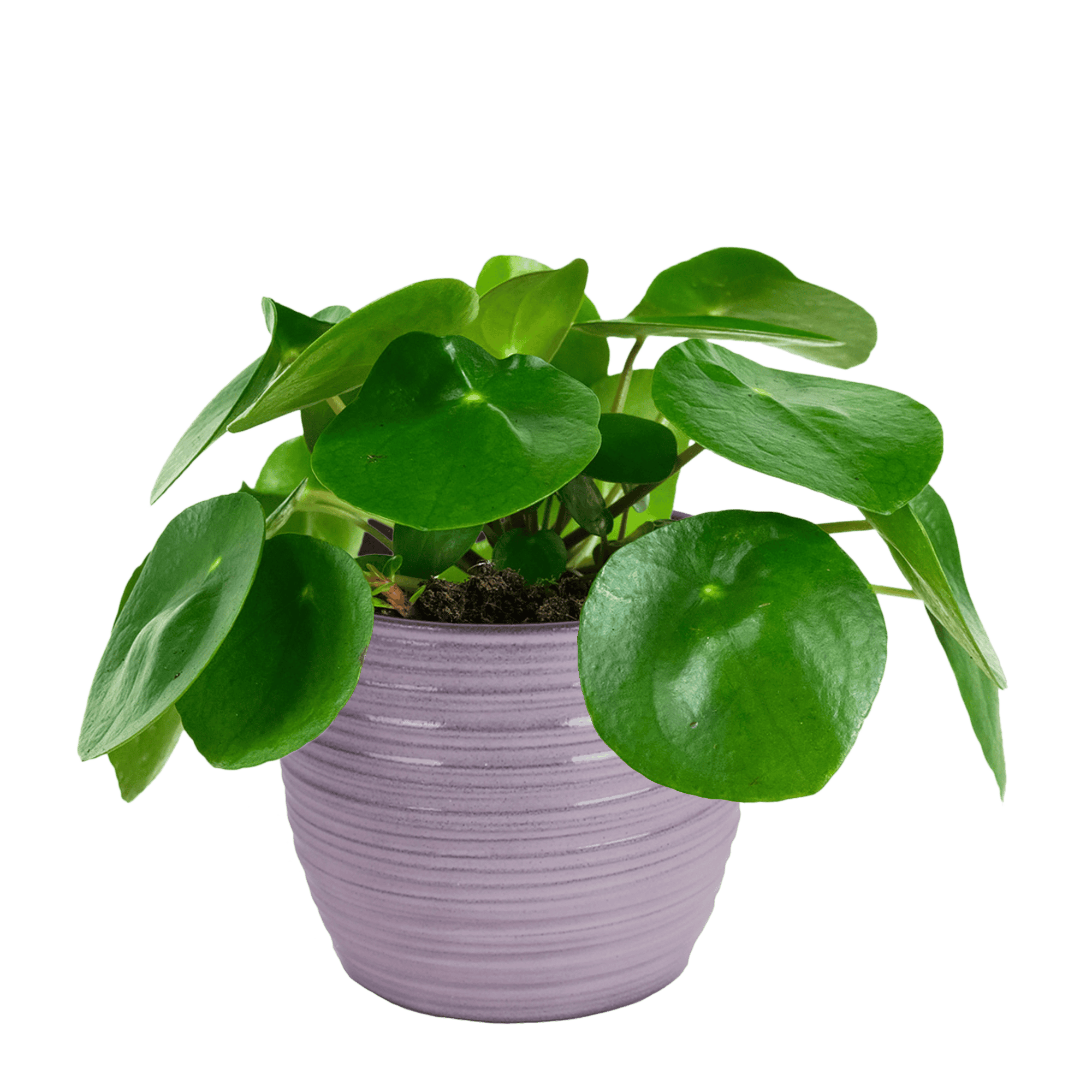 Duo Pilea Peperomioides - 2 stuks ↑ 20 cm ⌀ 12 cm - Afbeelding 5