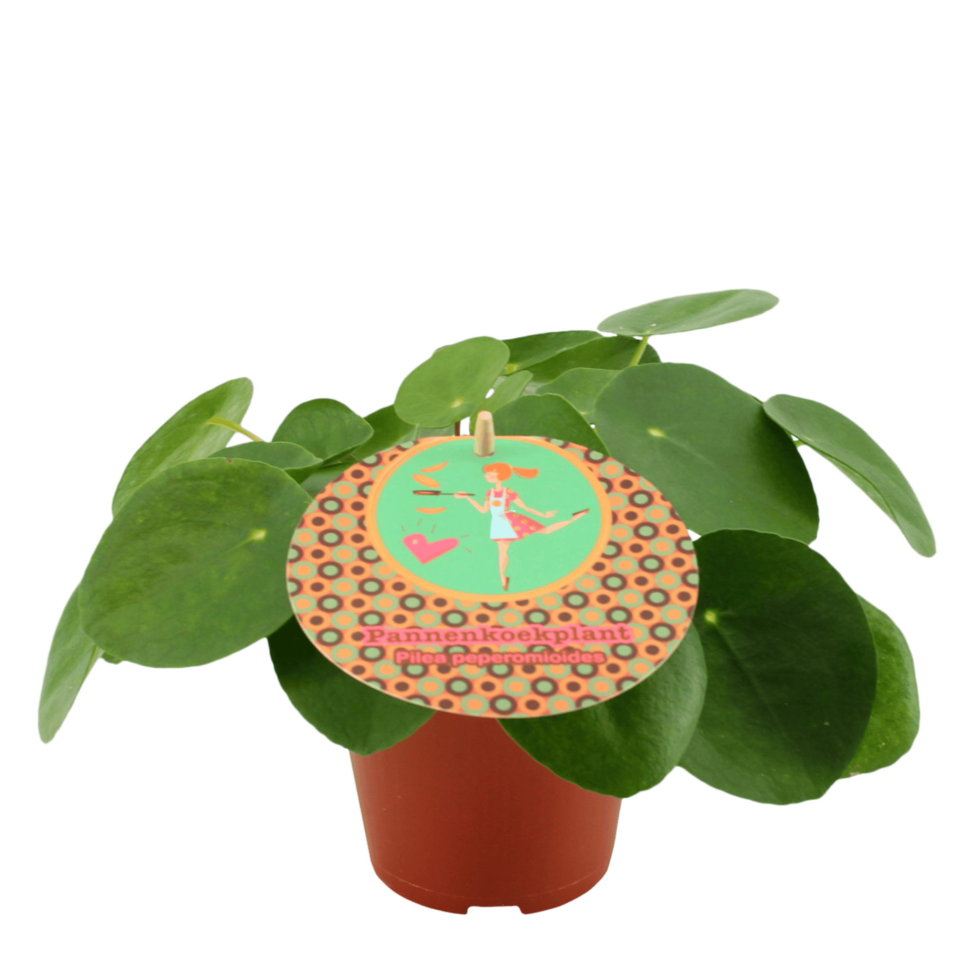 Duo Pilea Peperomioides - 2 stuks ↑ 20 cm ⌀ 12 cm - Afbeelding 6