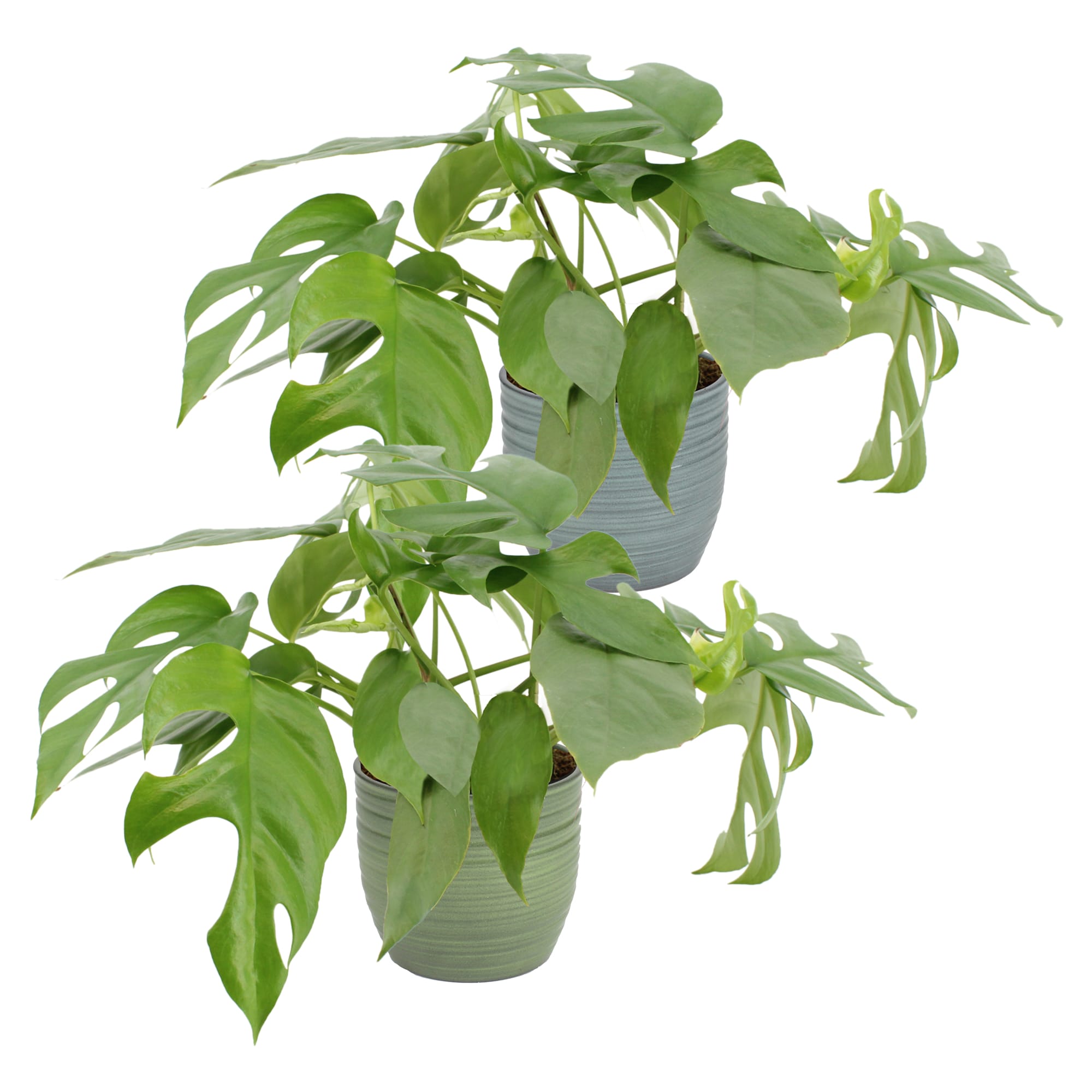 Duo Monstera minima - 2 stuks ↑ 25 cm ⌀ 12 cm