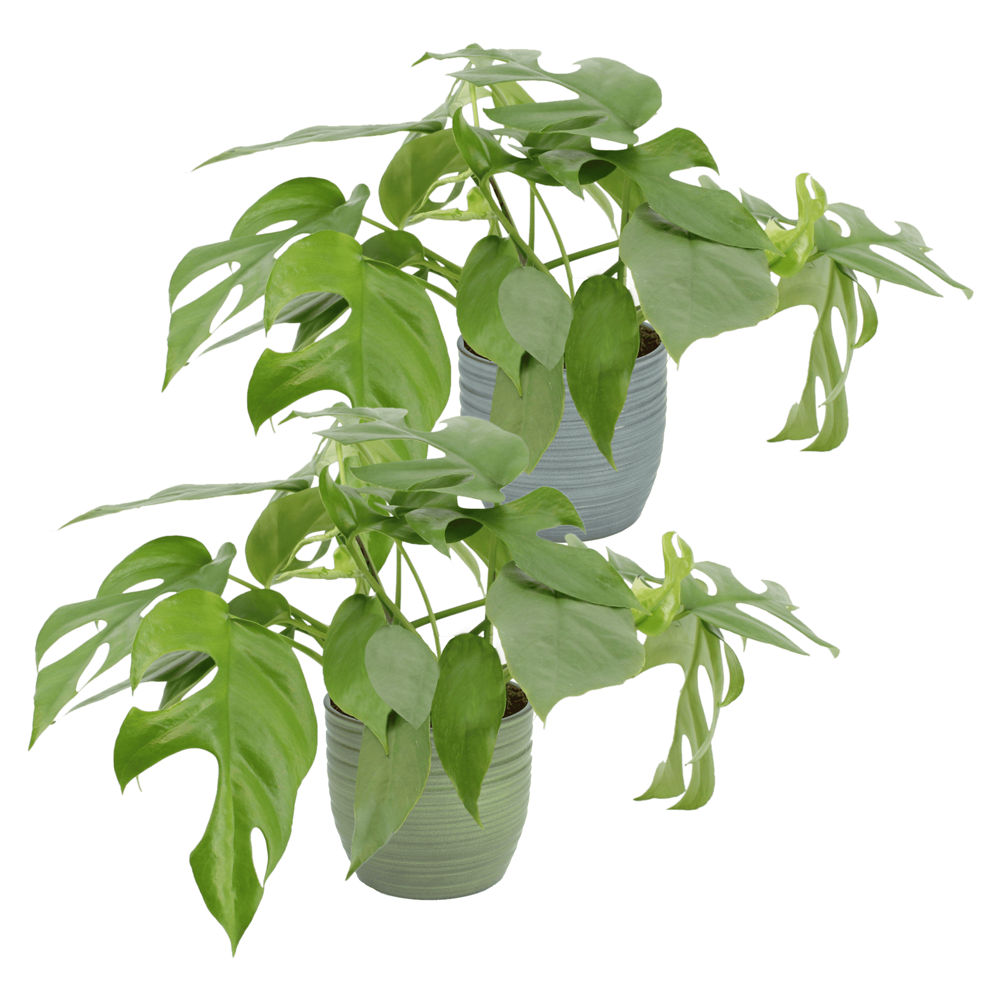 Duo Monstera minima - 2 stuks ↑ 25 cm ⌀ 12 cm - Afbeelding 3