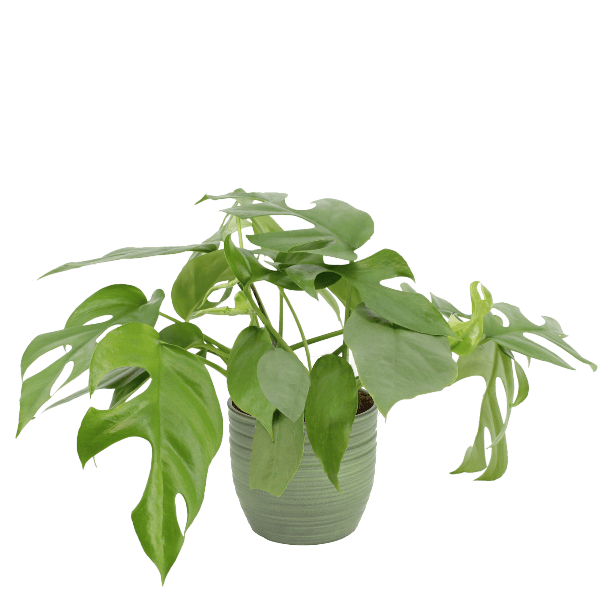 Duo Monstera minima - 2 stuks ↑ 25 cm ⌀ 12 cm - Afbeelding 4