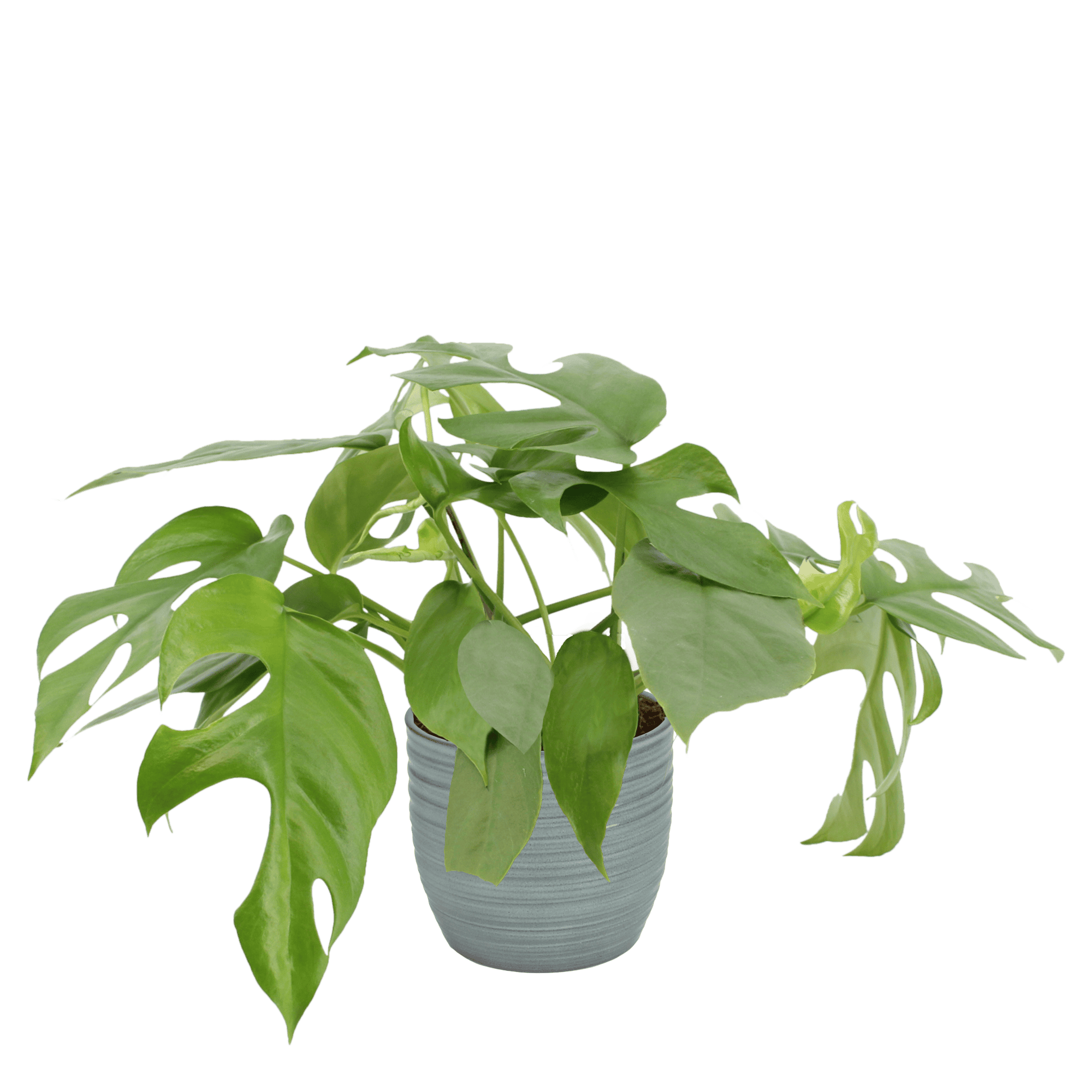 Duo Monstera minima - 2 stuks ↑ 25 cm ⌀ 12 cm - Afbeelding 5