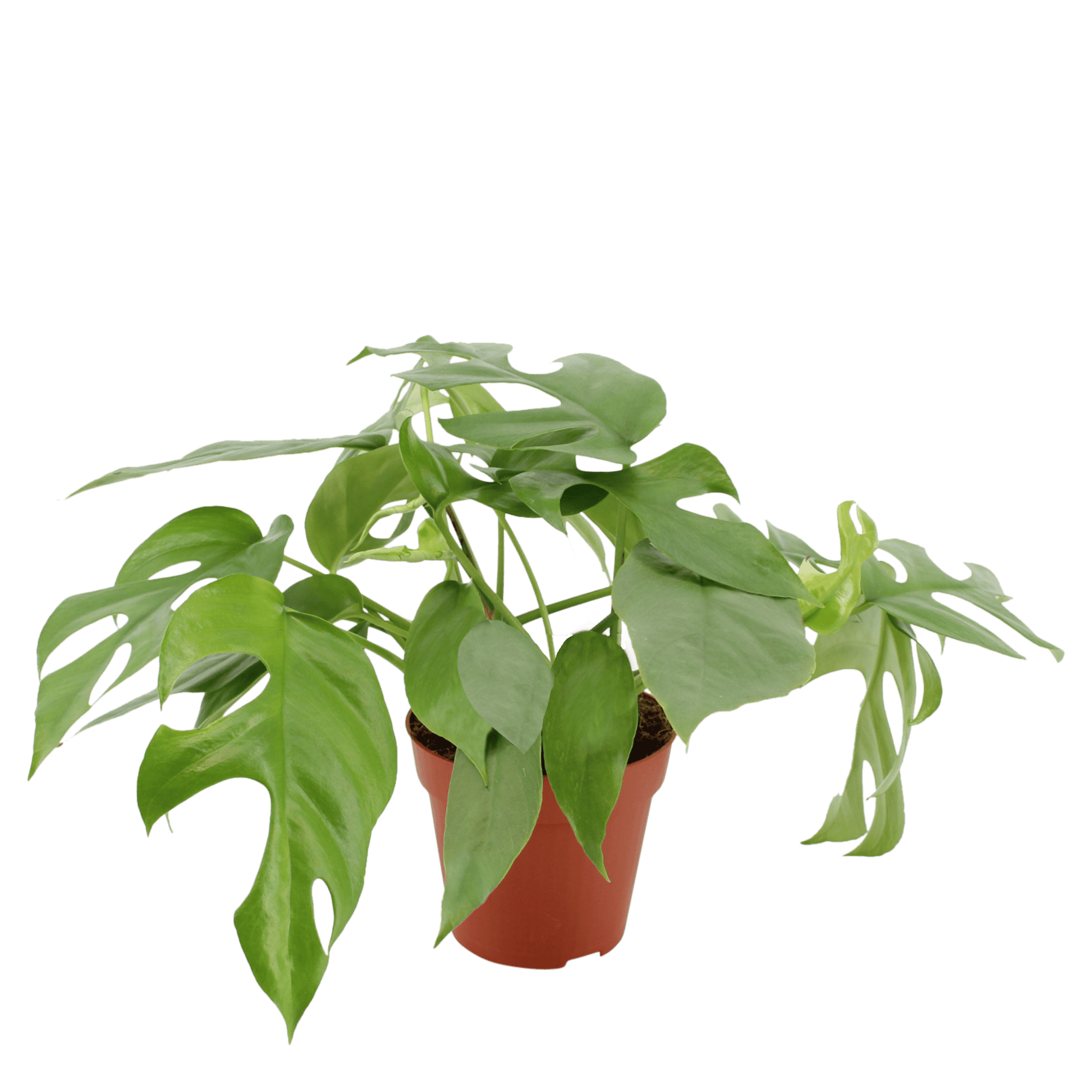 Duo Monstera minima - 2 stuks ↑ 25 cm ⌀ 12 cm - Afbeelding 6