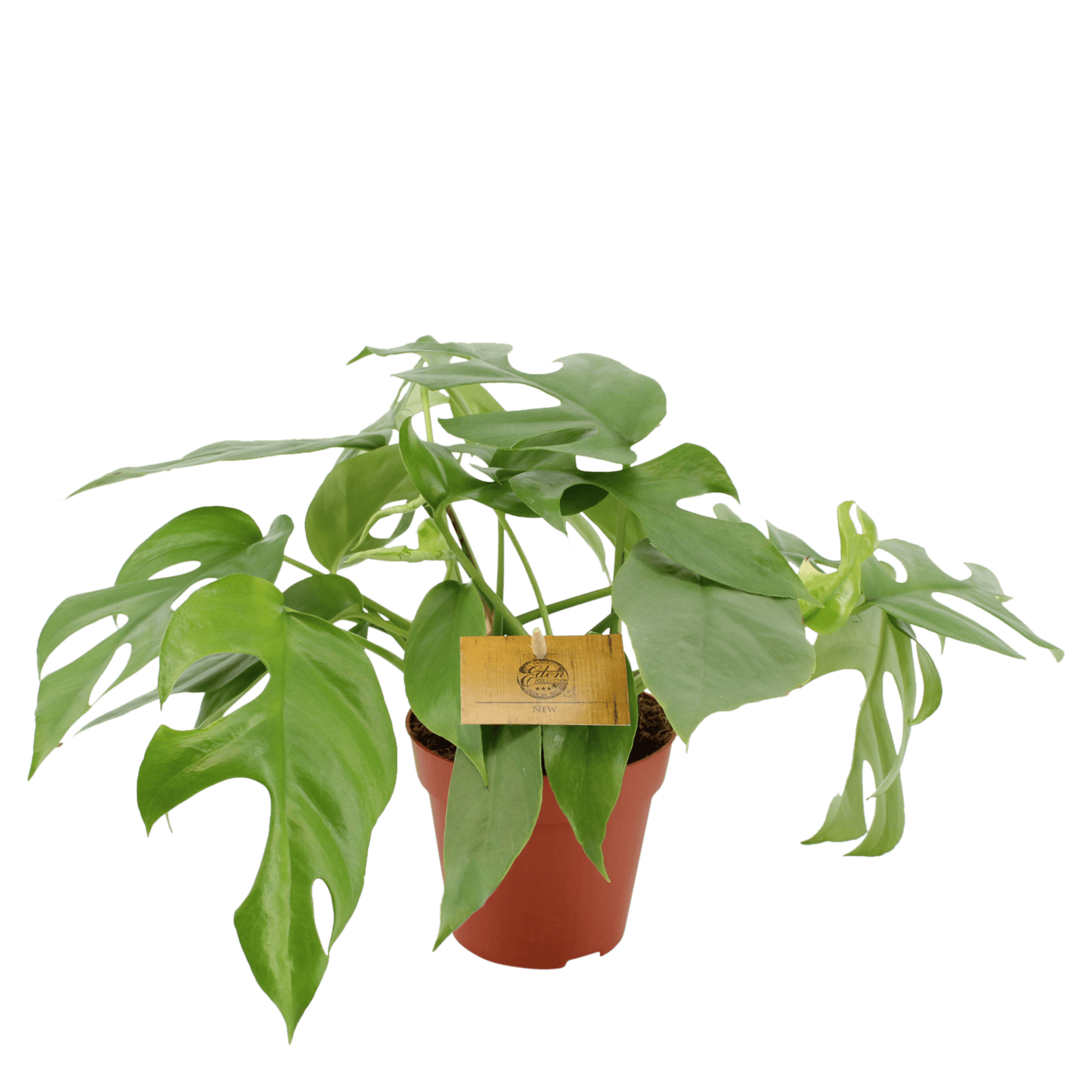 Duo Monstera minima - 2 stuks ↑ 25 cm ⌀ 12 cm - Afbeelding 7