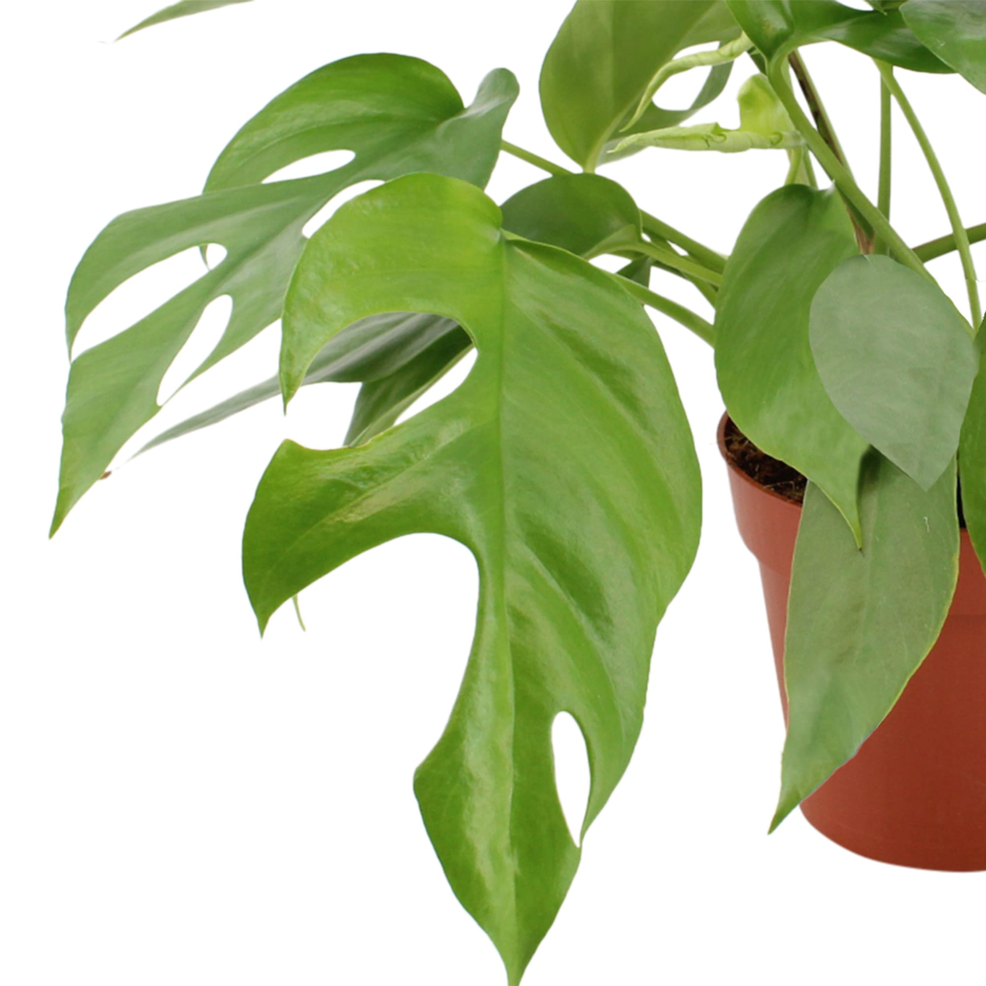 Duo Monstera minima - 2 stuks ↑ 25 cm ⌀ 12 cm - Afbeelding 8