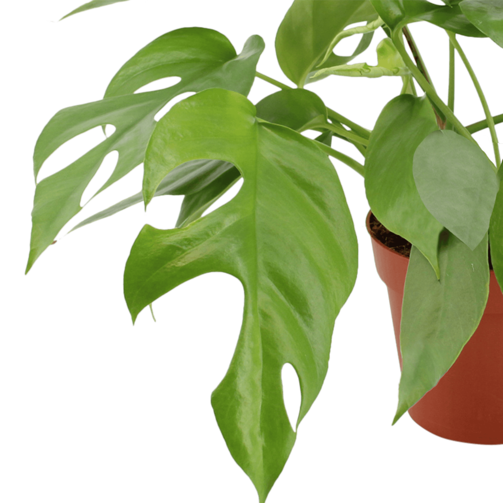 Duo Monstera minima - 2 stuks ↑ 25 cm ⌀ 12 cm - Afbeelding 9