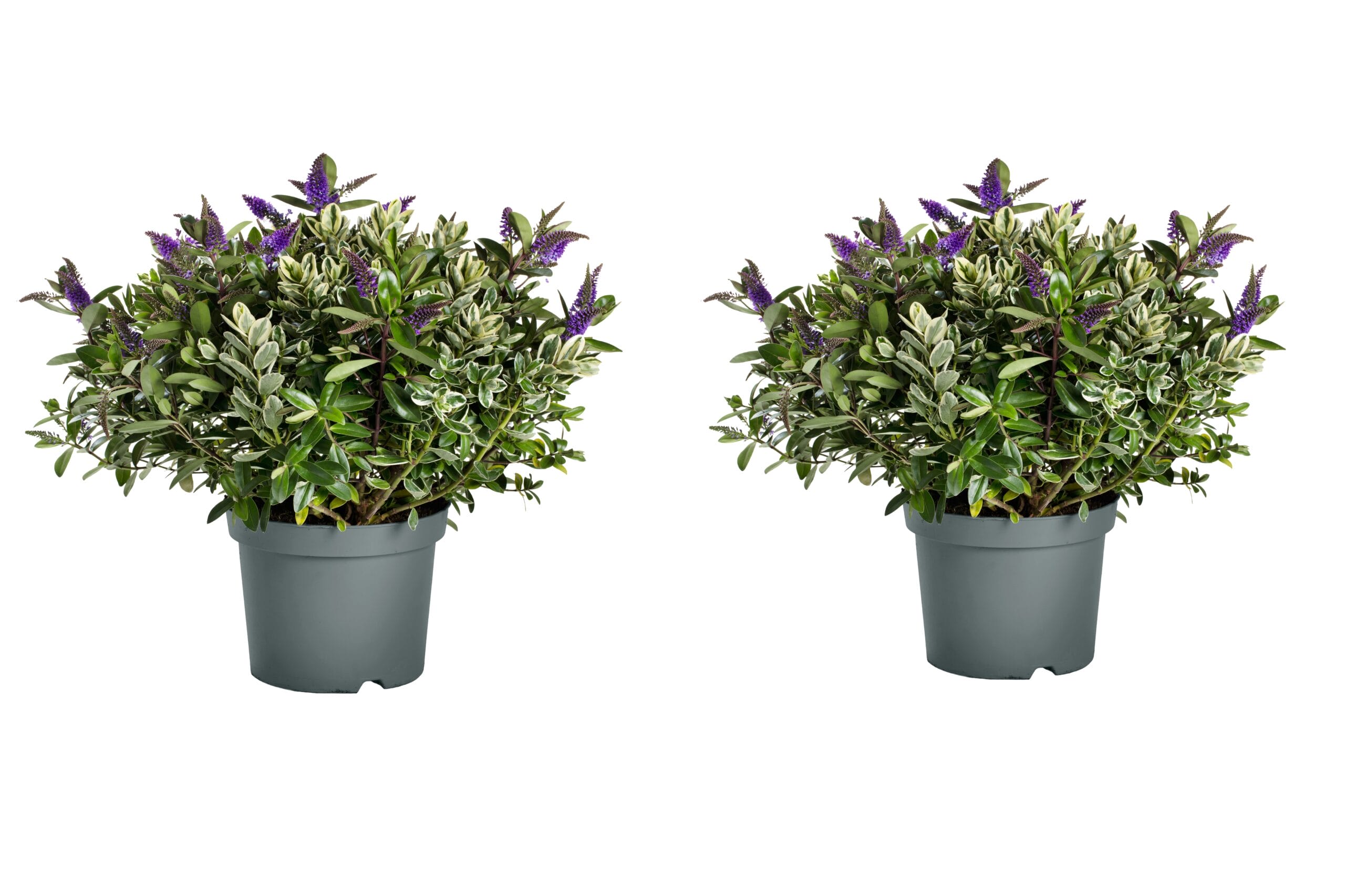 Addenda Hebe Donna/ Classica - 2 stuks ↑ 45 cm ⌀ 17 cm