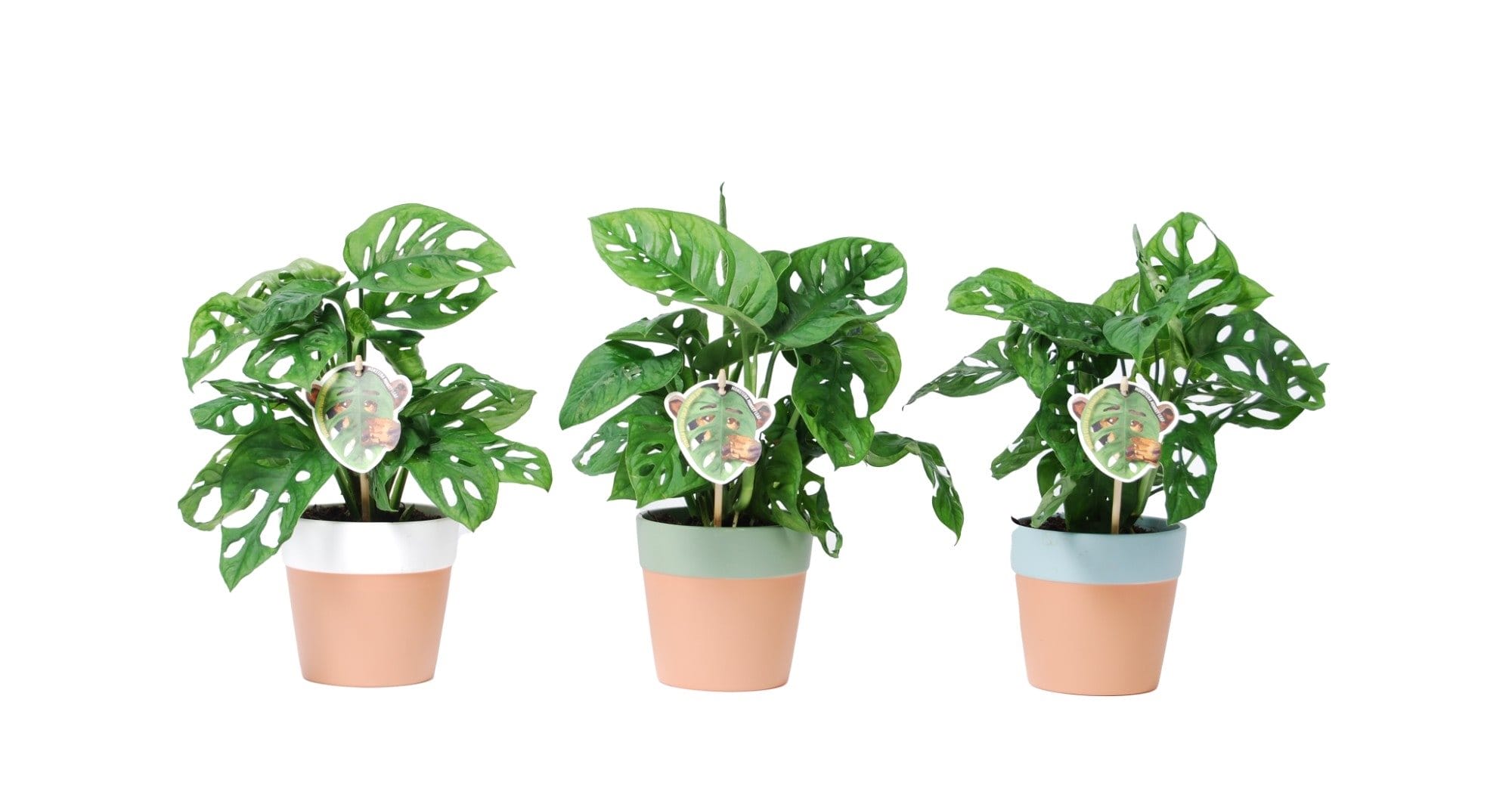 Trio Monstera Monkey Leaf in Romy keramiek - 3 stuks ↑ 25 cm ⌀ 12 cm