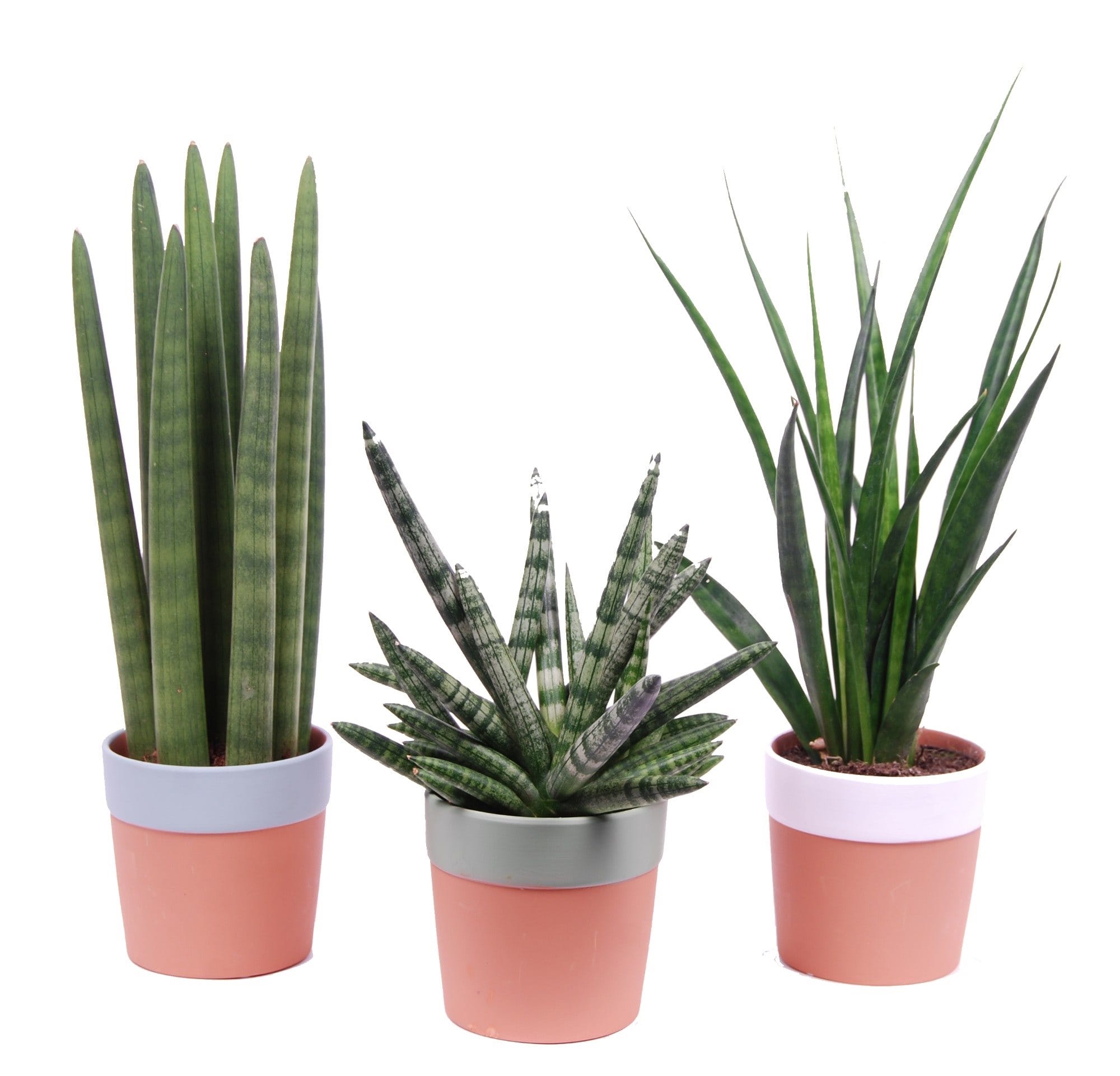 Sansevieria 'Spaghetti' mix in Romy keramiek - 3 stuks ↑ 35 cm ⌀ 11 cm