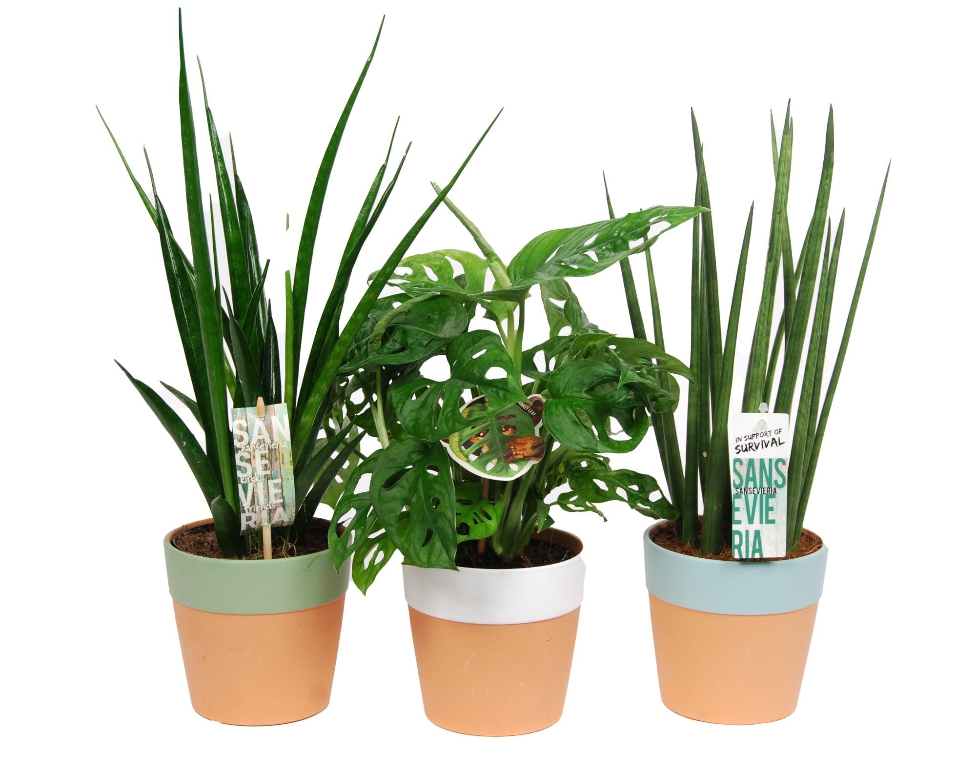 Mix Sansevieria en Monstera 'Monkey Leaf' in Romy keramiek - 3 stuks ↑ 50 cm ⌀ 12 cm