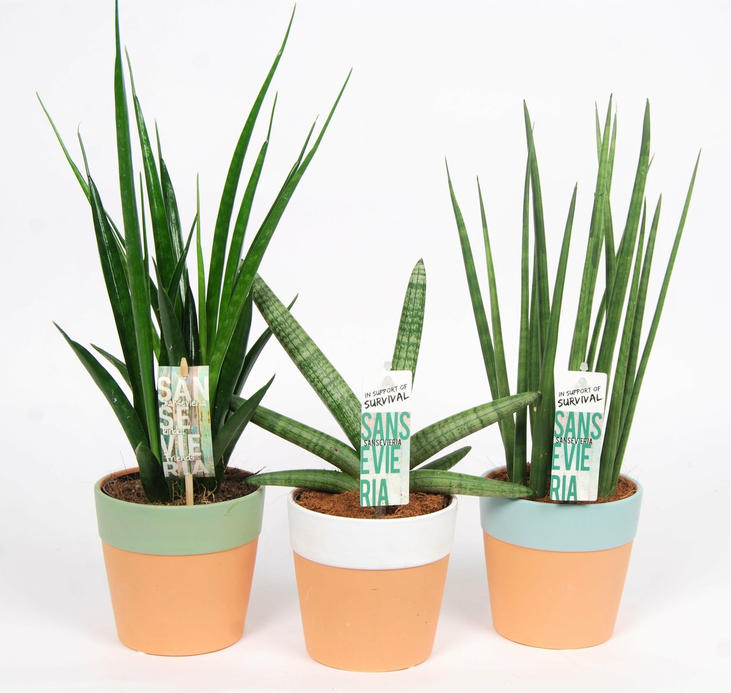 Mix Sansevieria in Romy keramiek - 3 stuks ↑ 40 cm ⌀ 12 cm