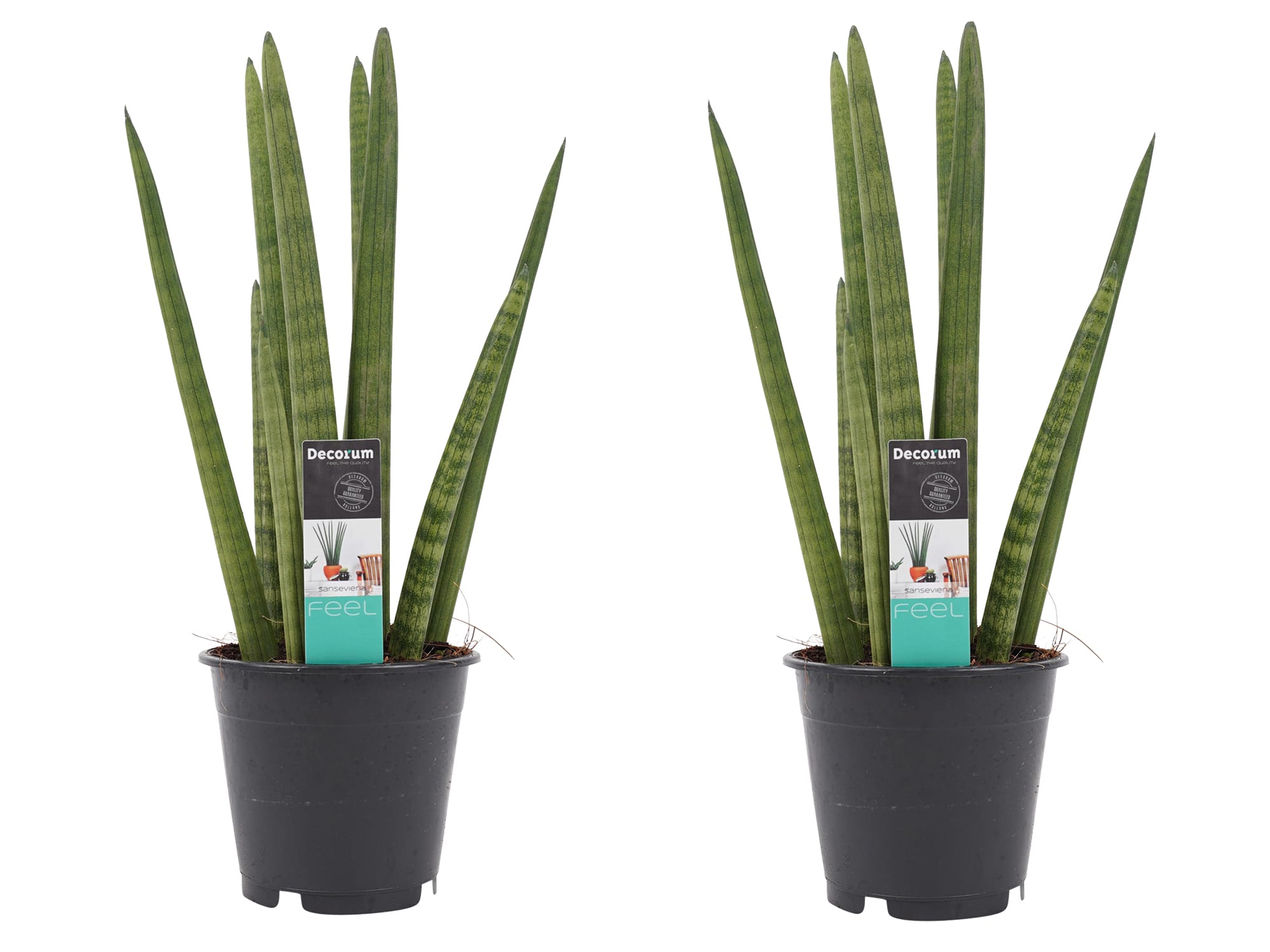 Duo Sansevieria Cylindrica - 2 stuks ↑ 35 cm ⌀ 12 cm