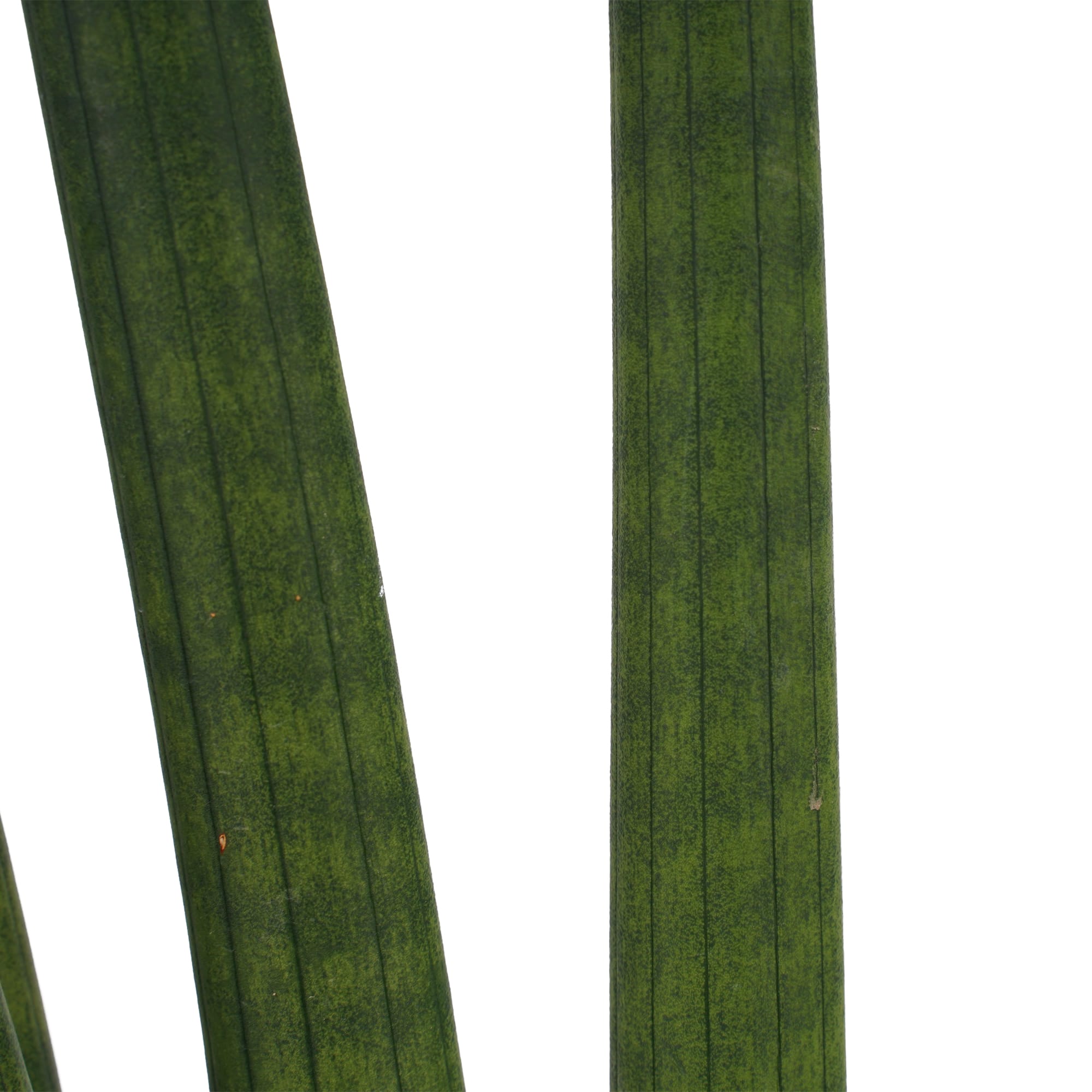 Duo Sansevieria Cylindrica - 2 stuks ↑ 35 cm ⌀ 12 cm - Afbeelding 3