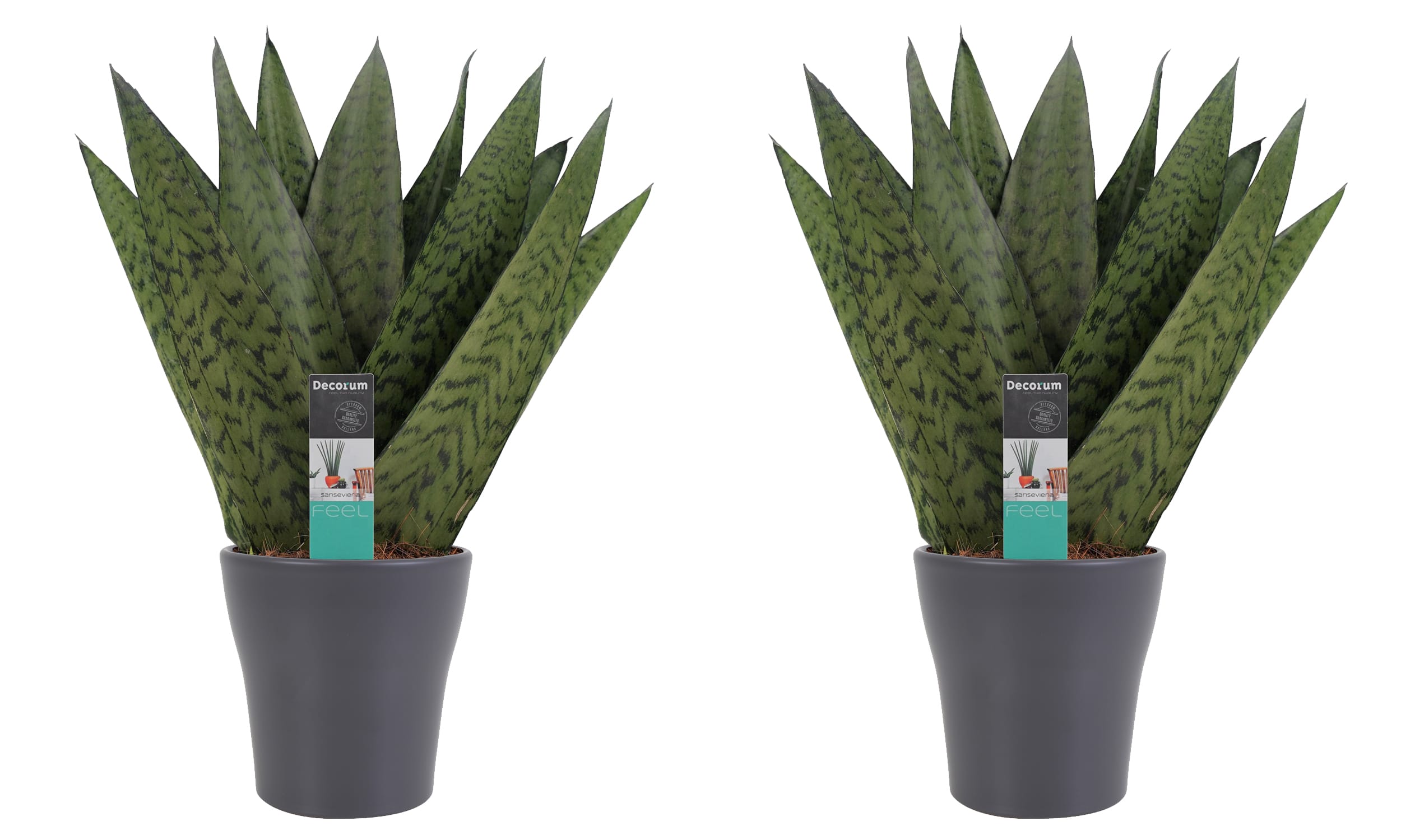 Duo Sansevieria Zeylanica met sierpot Anna grey - 2 stuks ↑ 35 cm ⌀ 12 cm