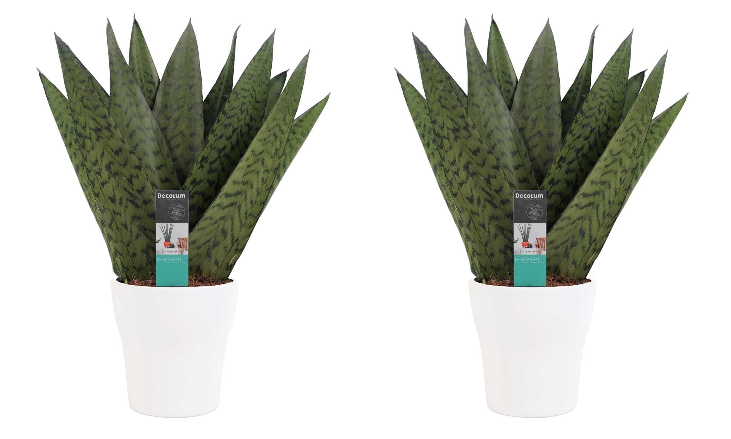 Duo Sansevieria Zeylanica met sierpot Anna white - 2 stuks ↑ 35 cm ⌀ 12 cm