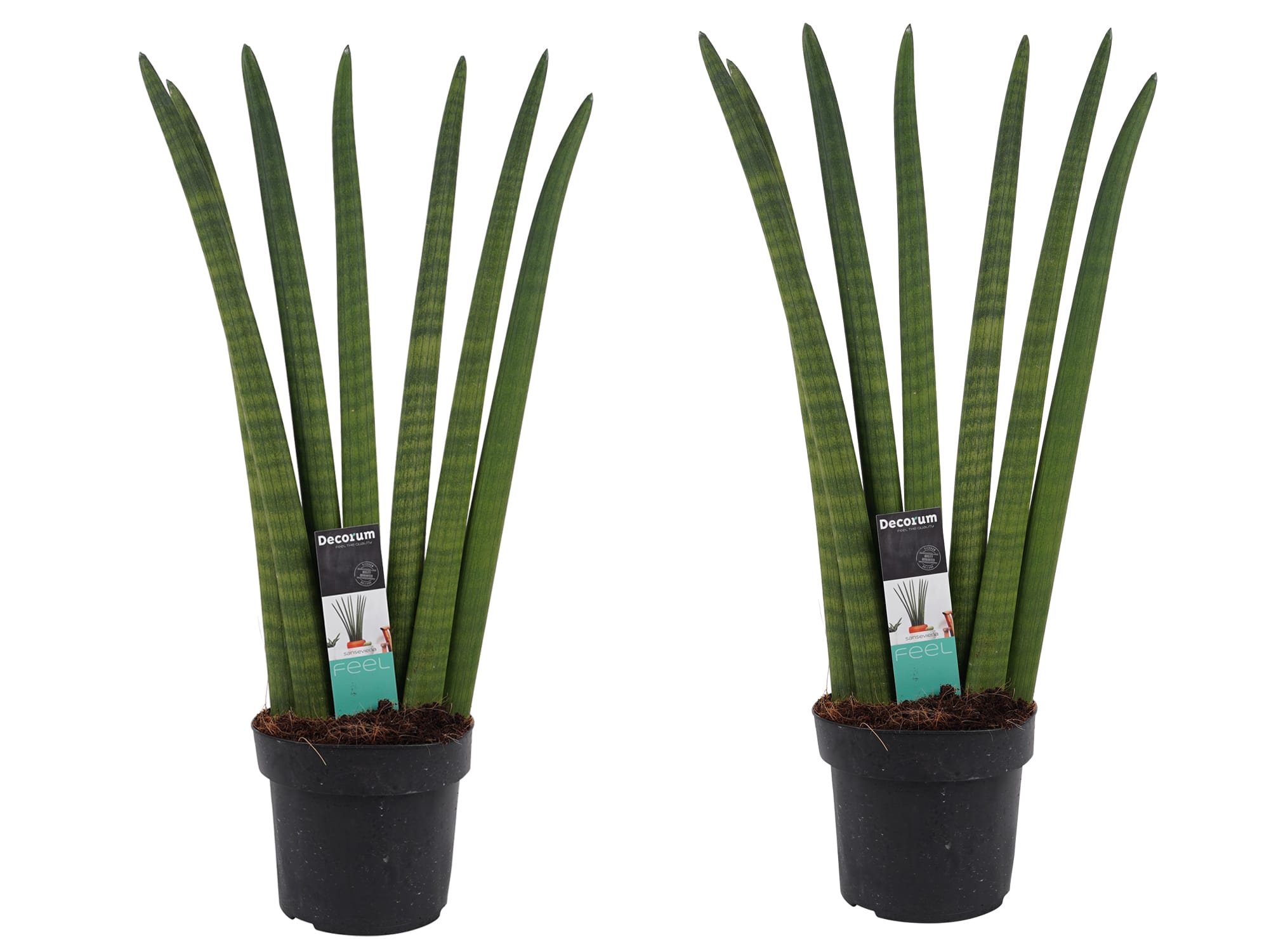 Duo Sansevieria Cylindrica - 2 stuks ↑ 70 cm ⌀ 17 cm