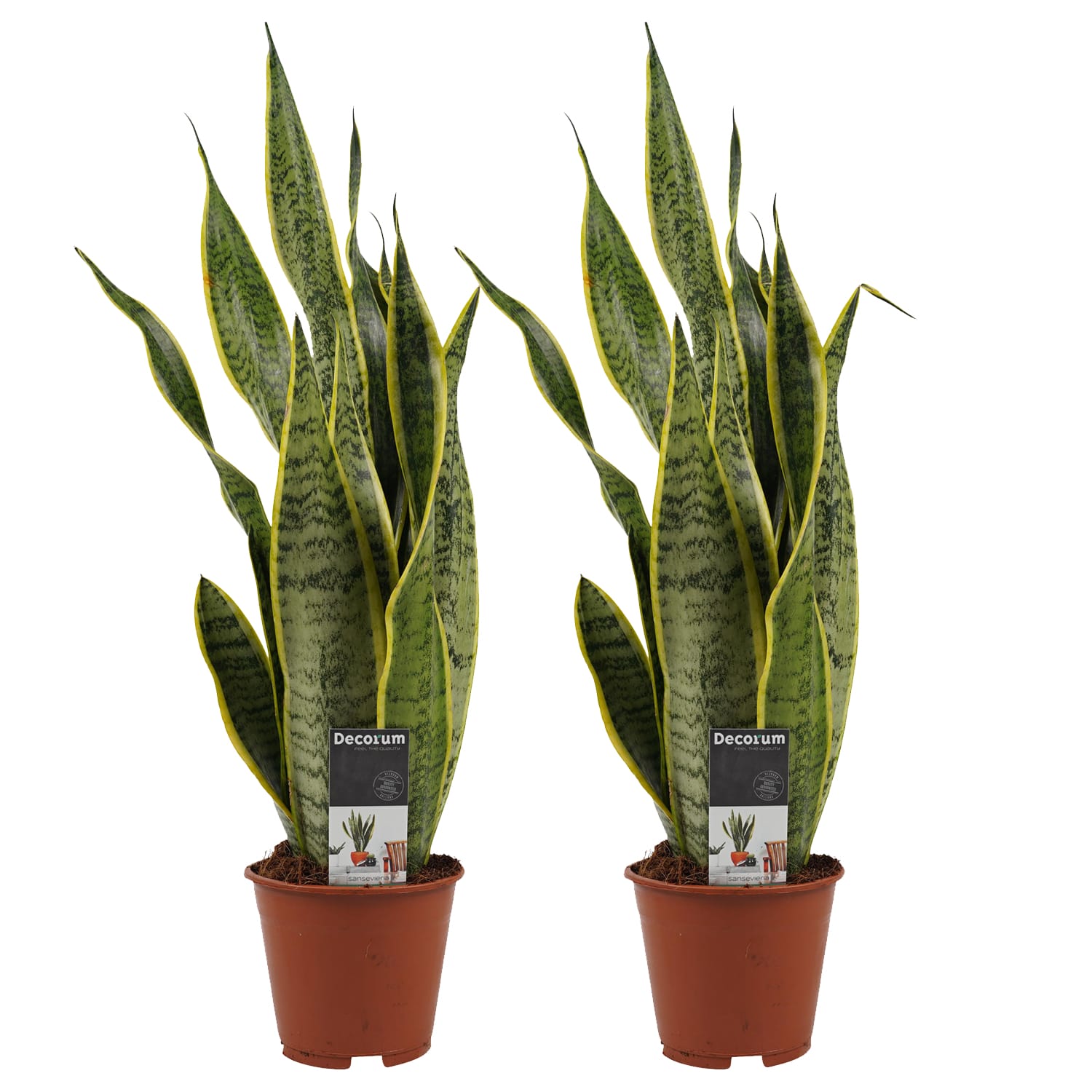 Duo Sansevieria Laurentii XL - 2 stuks ↑ 55 cm ⌀ 14 cm