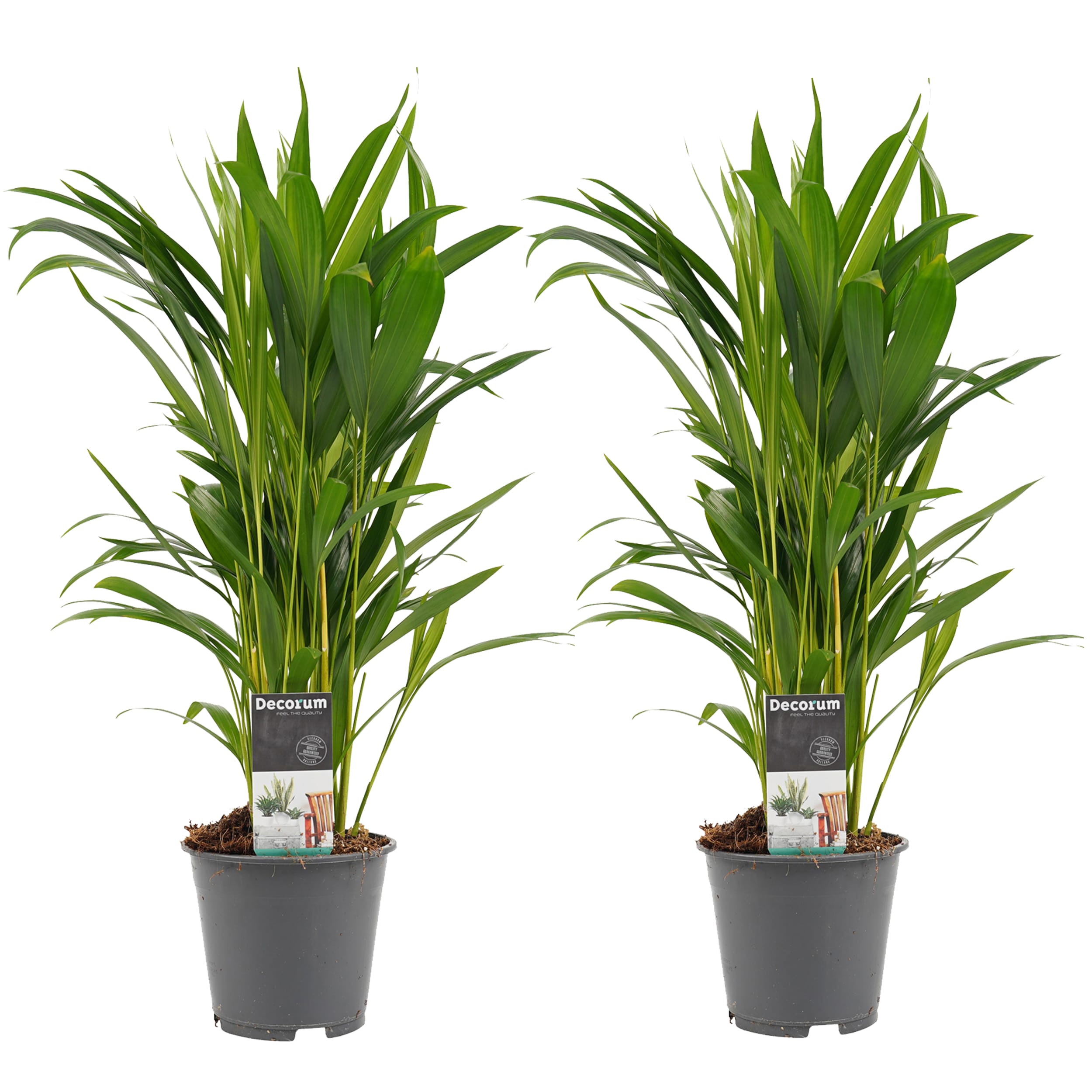 Duo Dypsis lutescens (Areca) - 2 stuks ↑ 45 cm ⌀ 14 cm