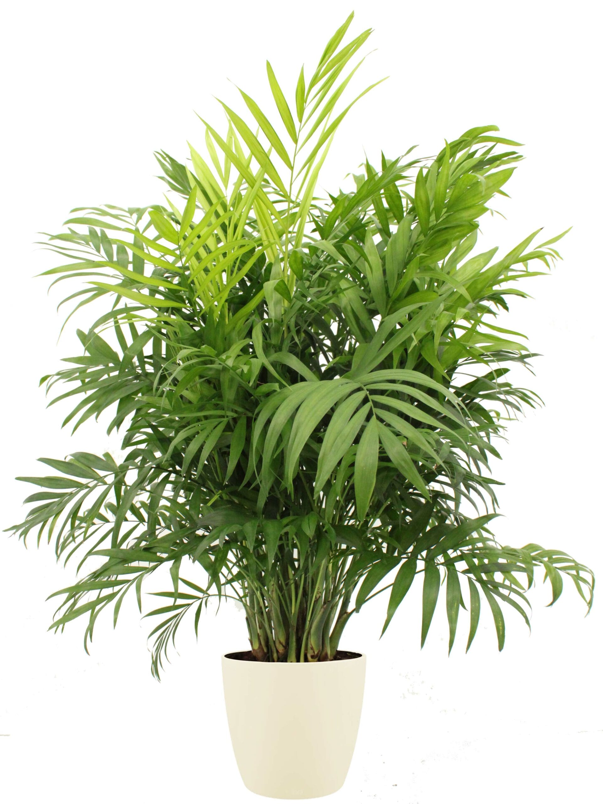 Mexicaanse dwergpalm Chamaedorea in Elho sierpot ↑ 95 cm ⌀ 22 cm