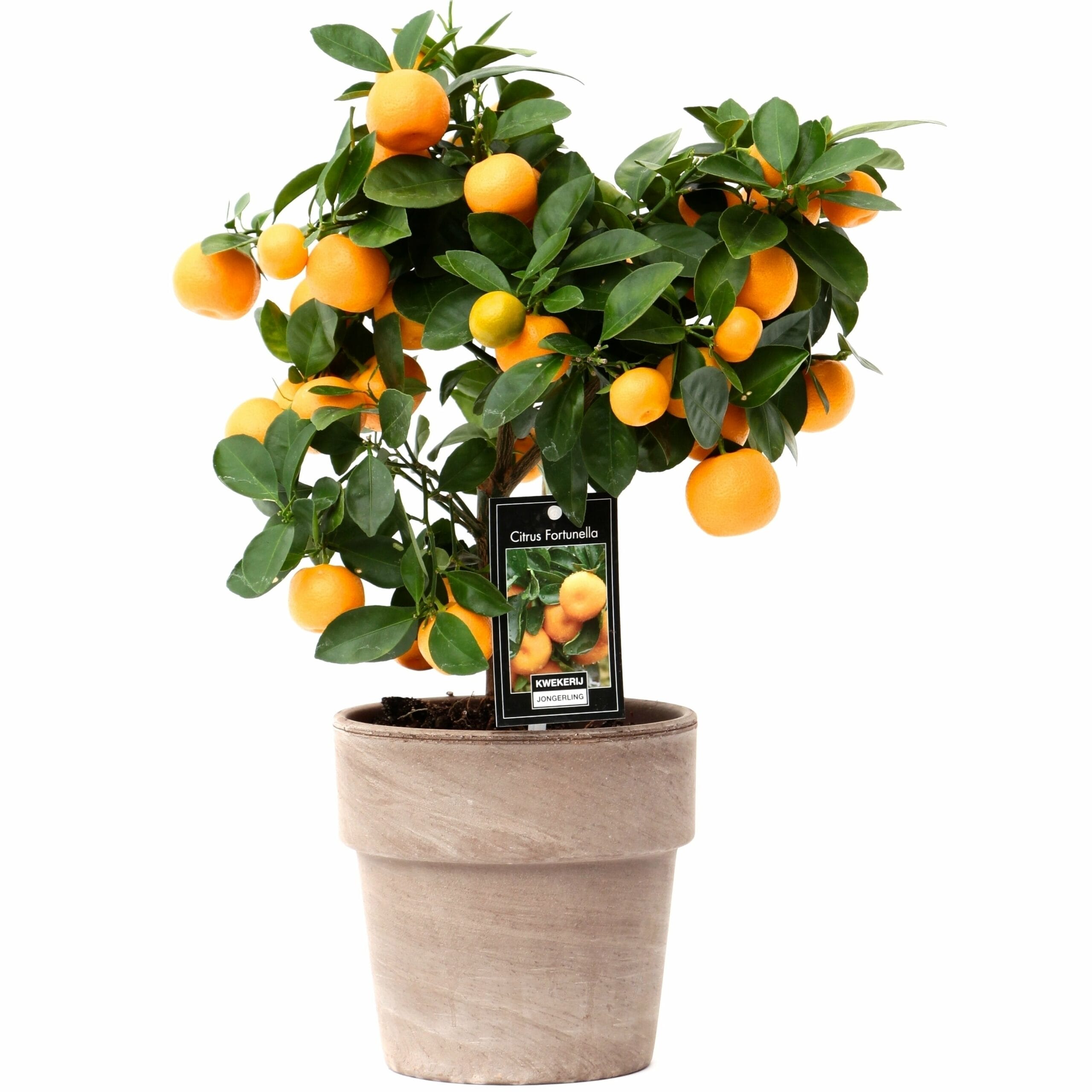 Citrus Calamondin in pot Verona ↑ 45 cm ⌀ 15 cm