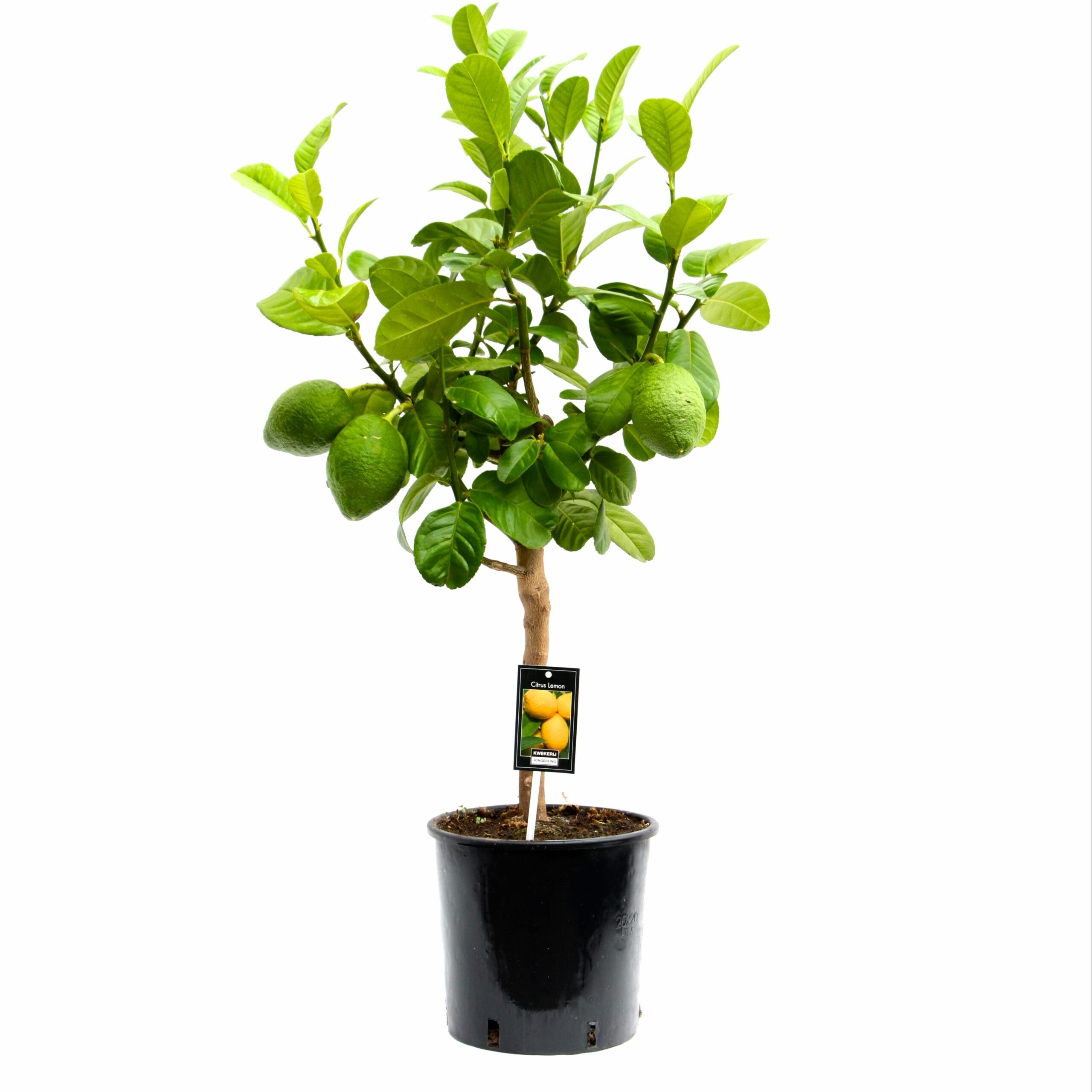 Citrus Bergamot ↑ 85 cm ⌀ 22 cm