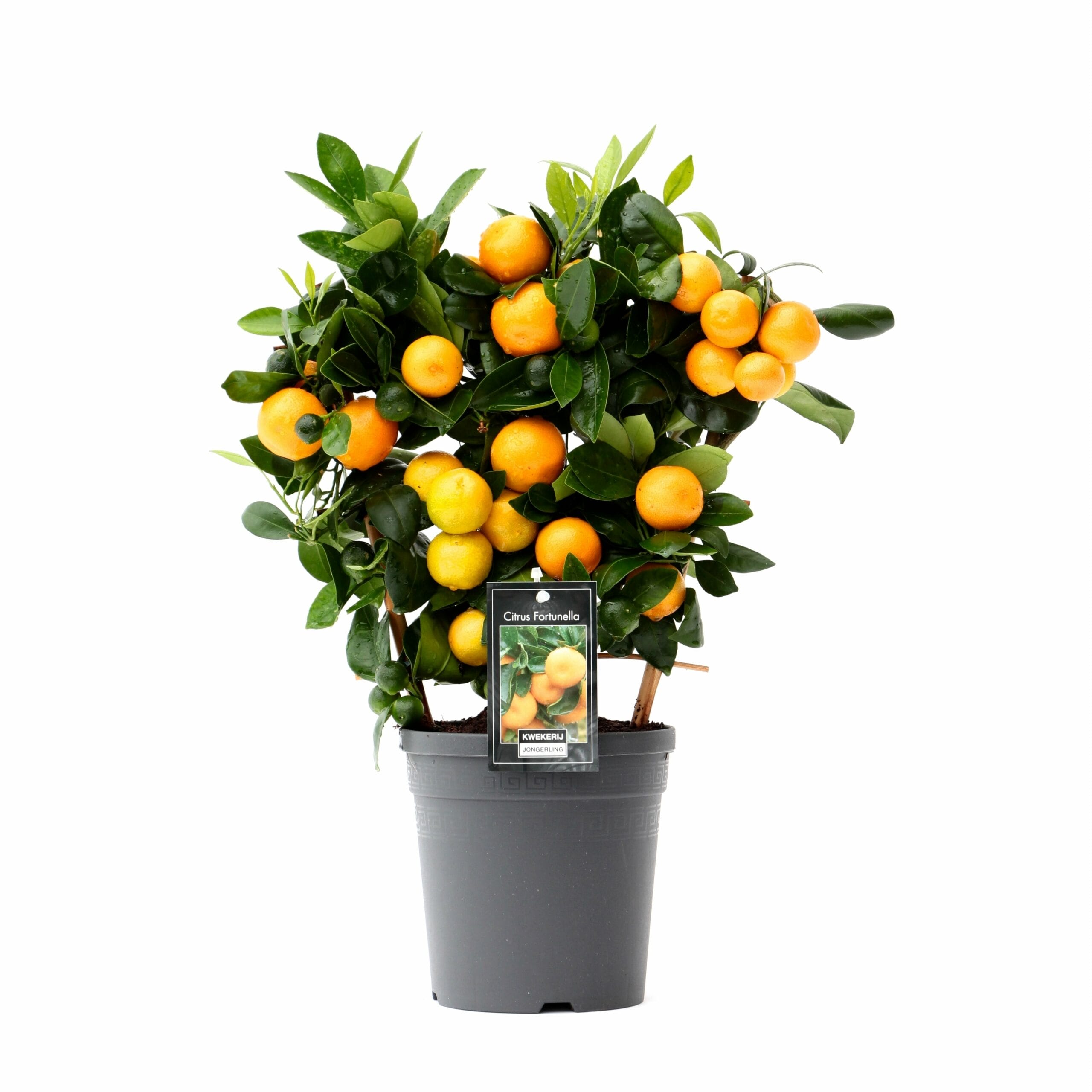 Citrus Calamondin op rek ↑ 45 cm ⌀ 15 cm