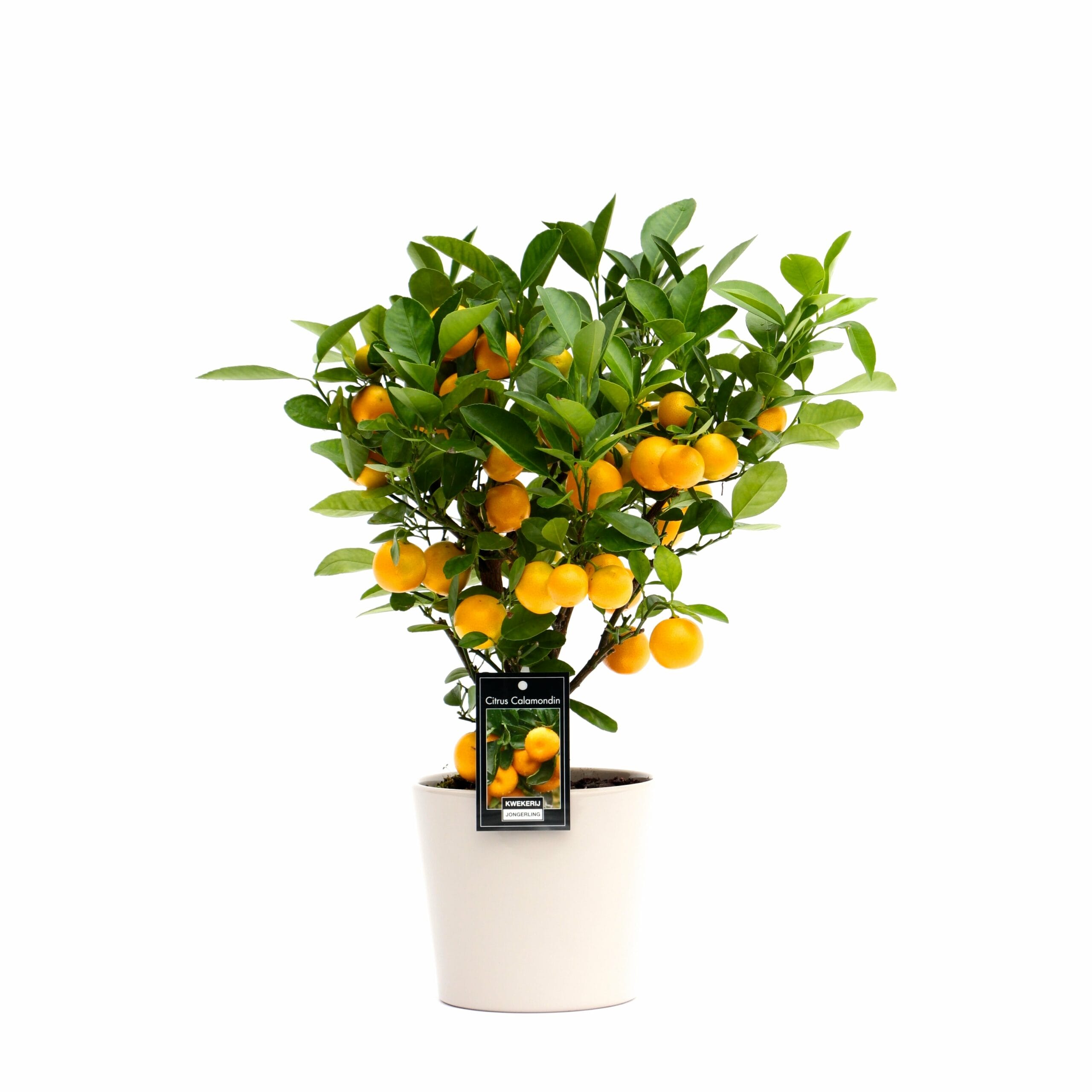 Citrus Calamondin in Roma keramiek ↑ 50 cm ⌀ 16 cm