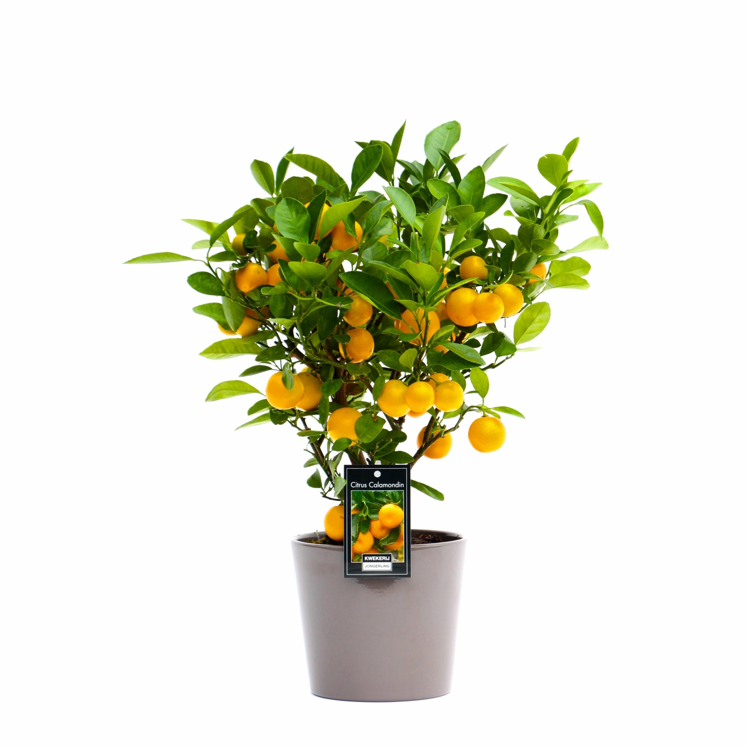 Citrus Calamondin in Roma keramiek (taupe) ↑ 50 cm ⌀ 16 cm