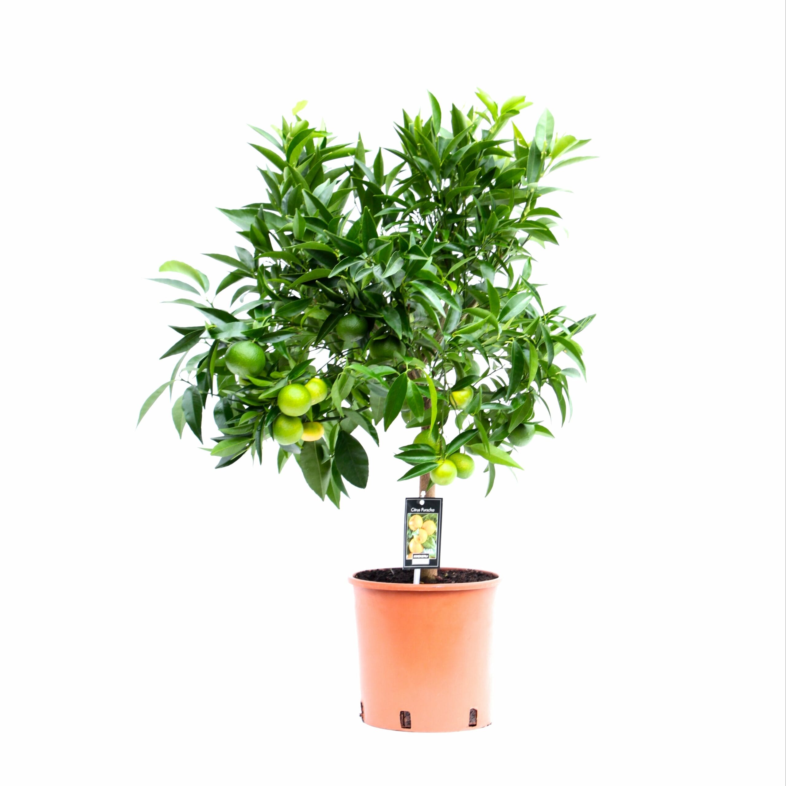 Citrus Clementine ↑ 85 cm ⌀ 22 cm