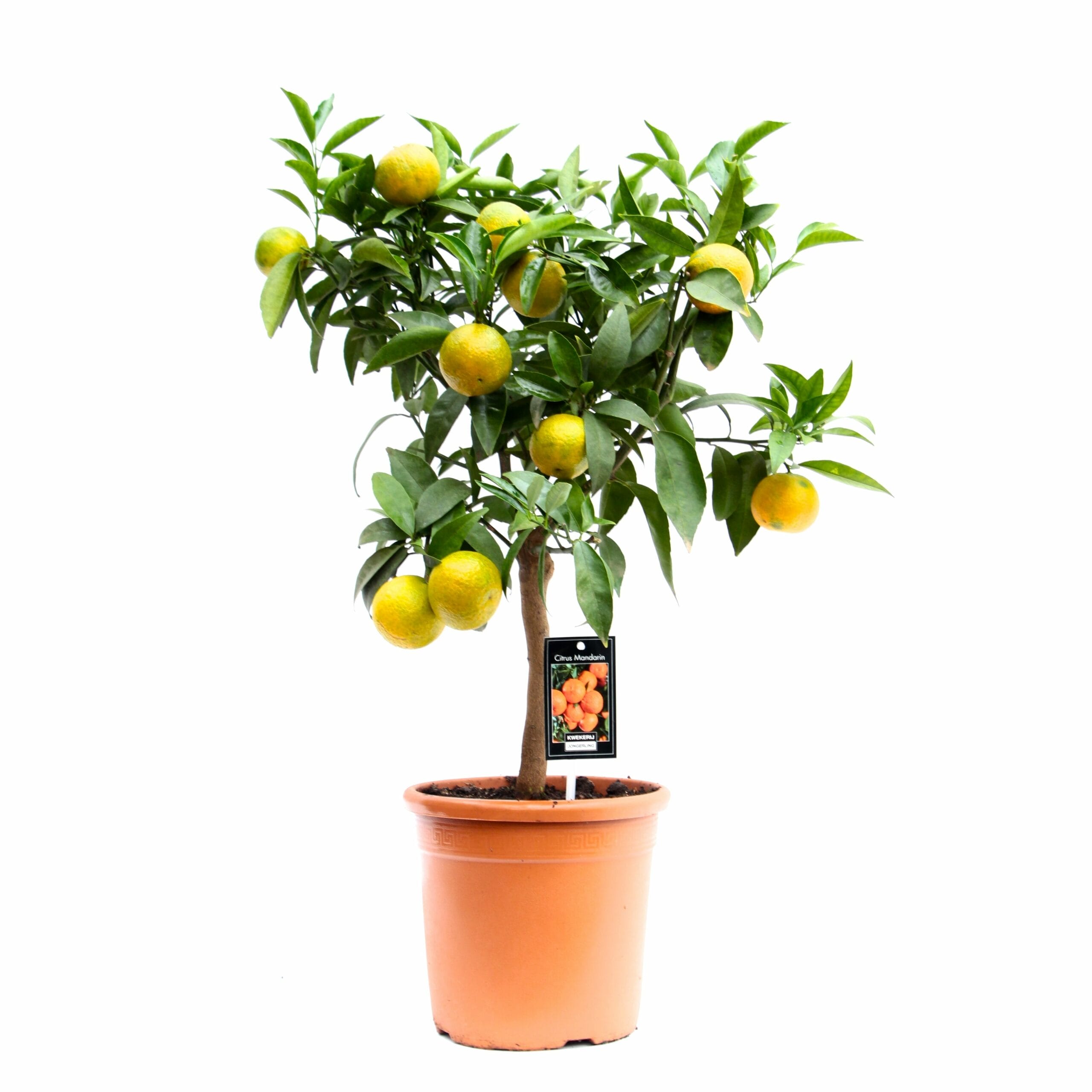 Citrus Clementine ↑ 85 cm ⌀ 22 cm - Afbeelding 3