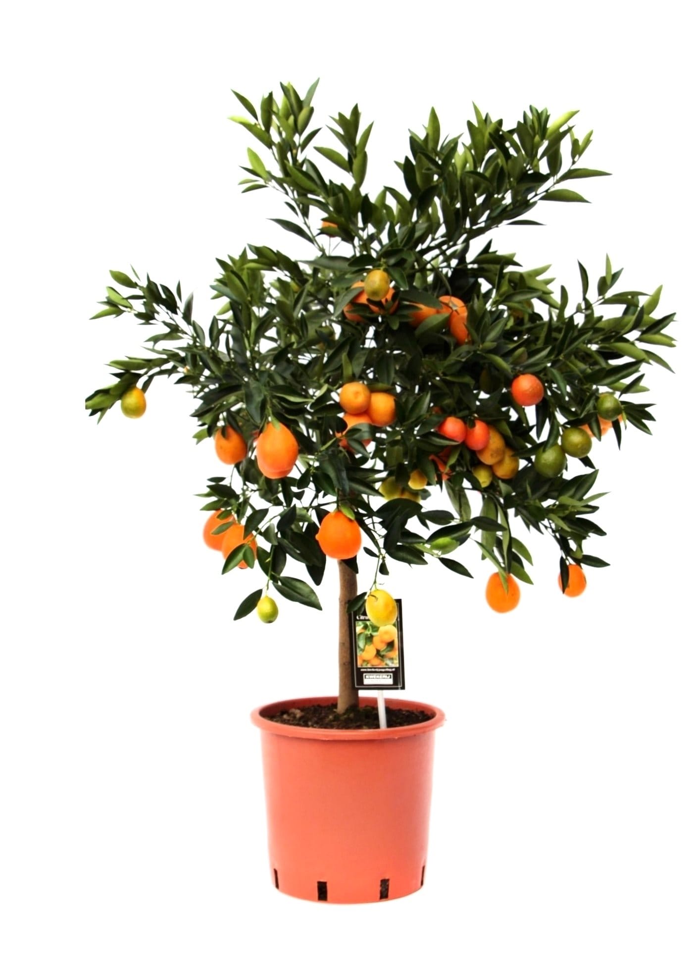 Citrus Kucle ↑ 85 cm ⌀ 22 cm
