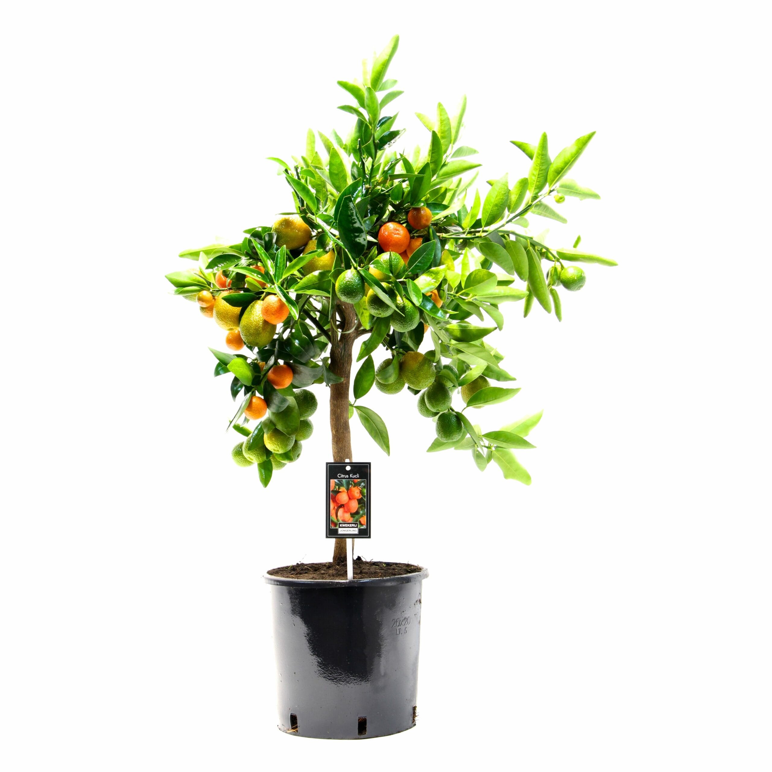 Citrus Kucle ↑ 85 cm ⌀ 22 cm - Afbeelding 3