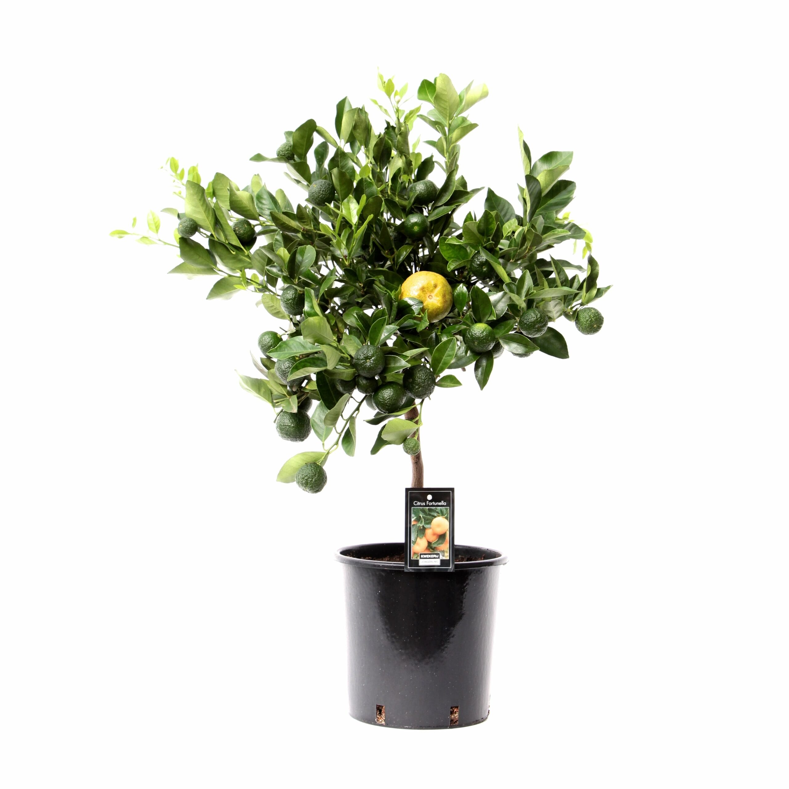 Citrus Pursha ↑ 85 cm ⌀ 22 cm