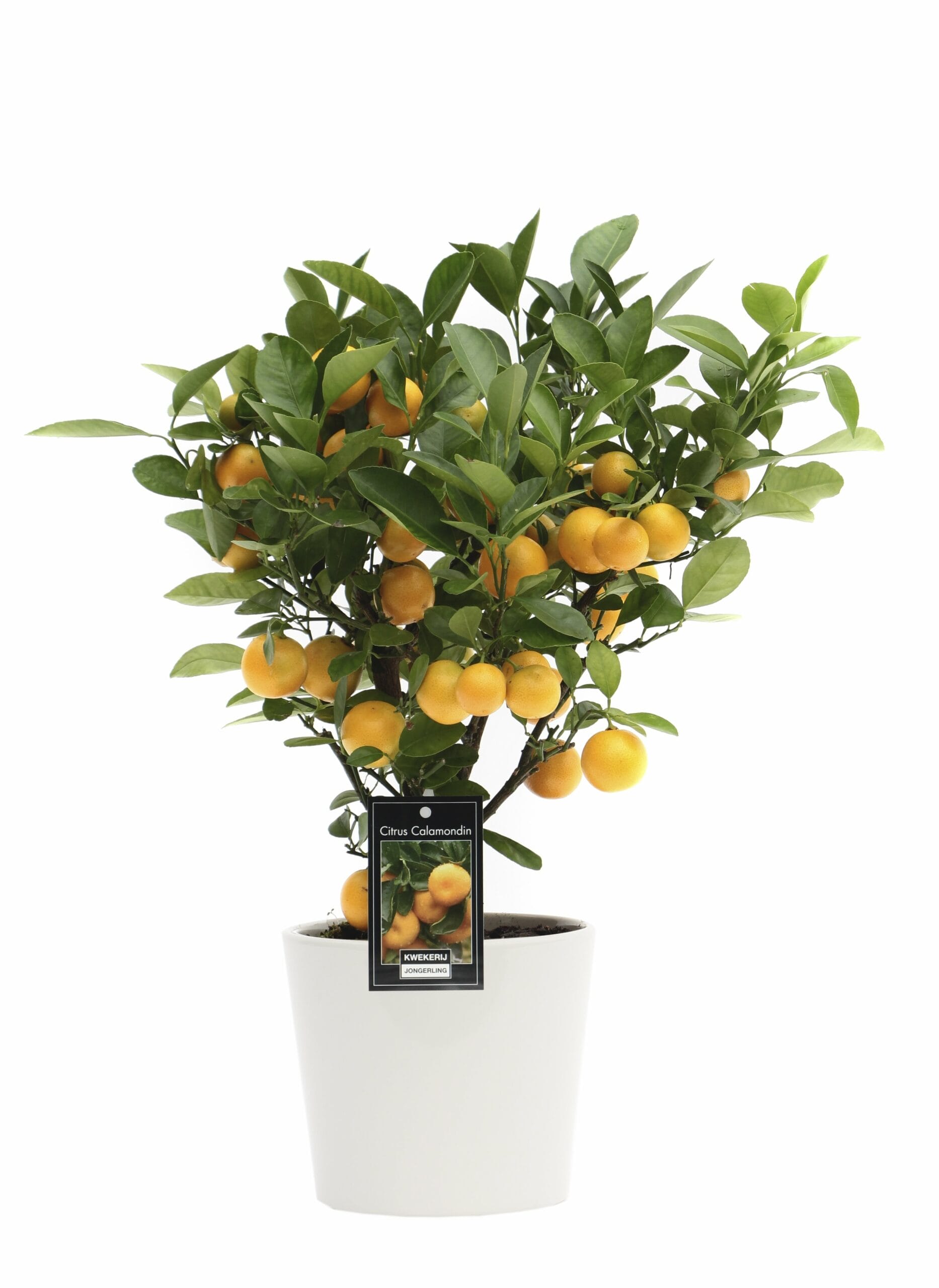 Citrus Calamondin in Roma keramiek ↑ 40 cm ⌀ 16 cm