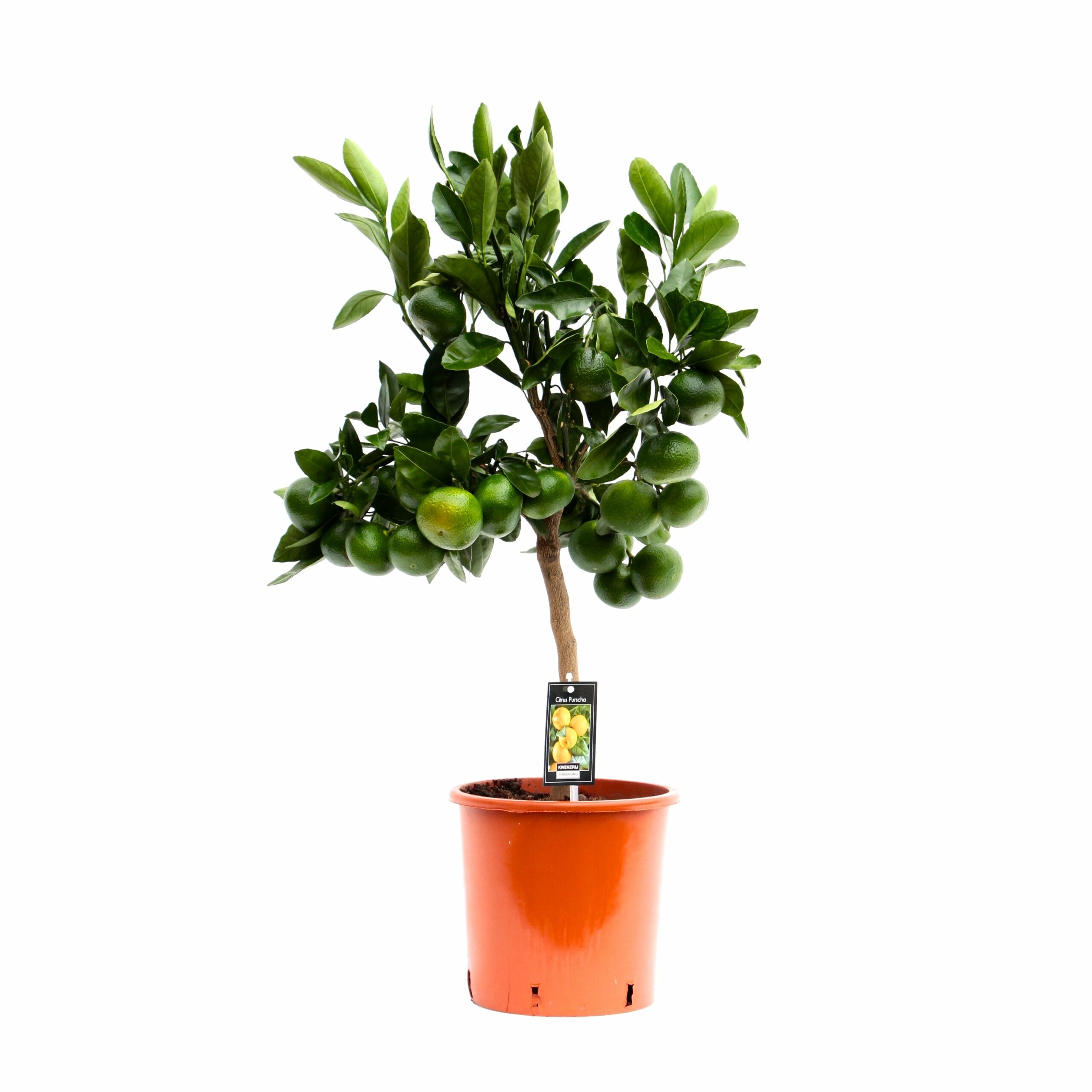 Citrus Satsuma ↑ 85 cm ⌀ 22 cm