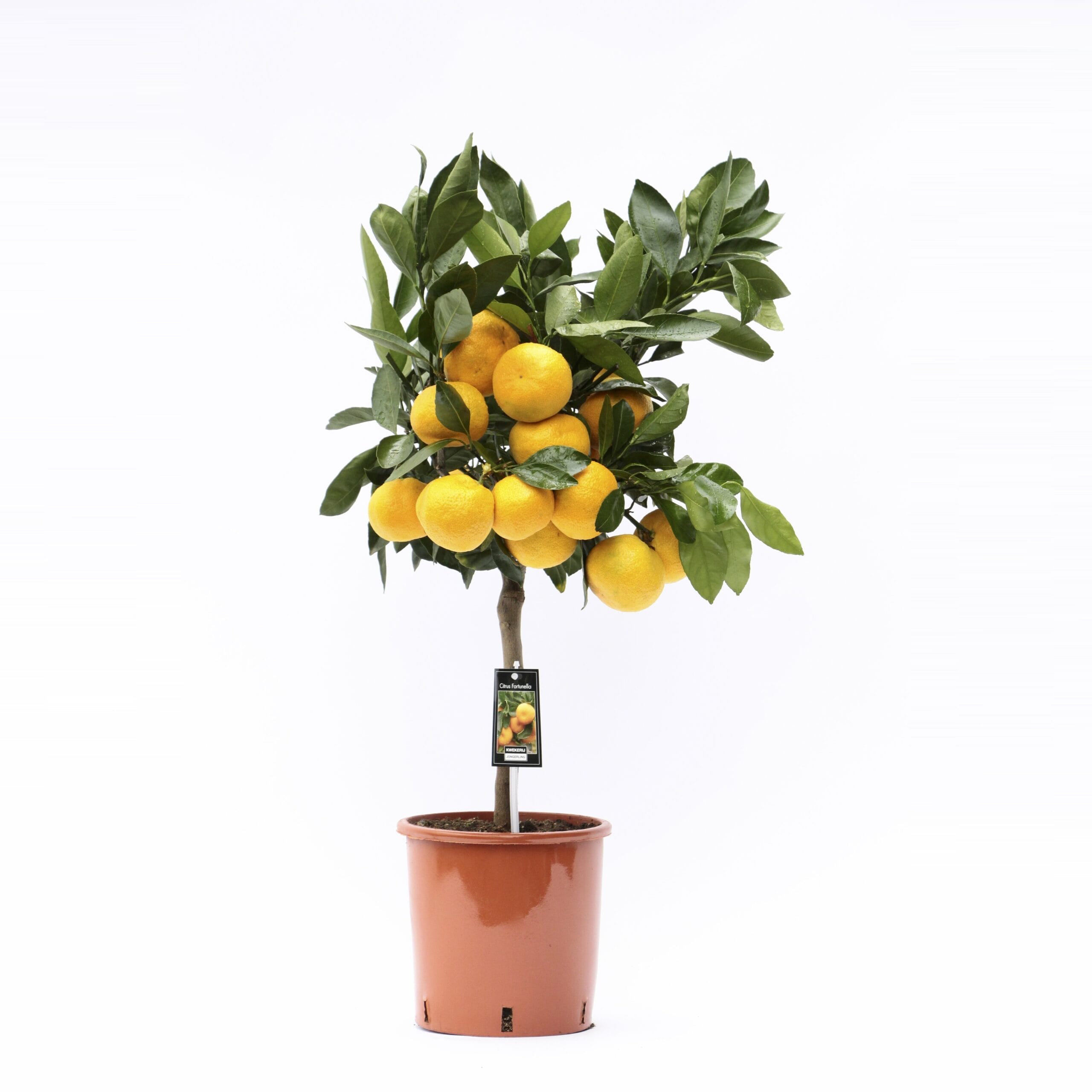 Citrus Satsuma ↑ 85 cm ⌀ 22 cm - Afbeelding 3